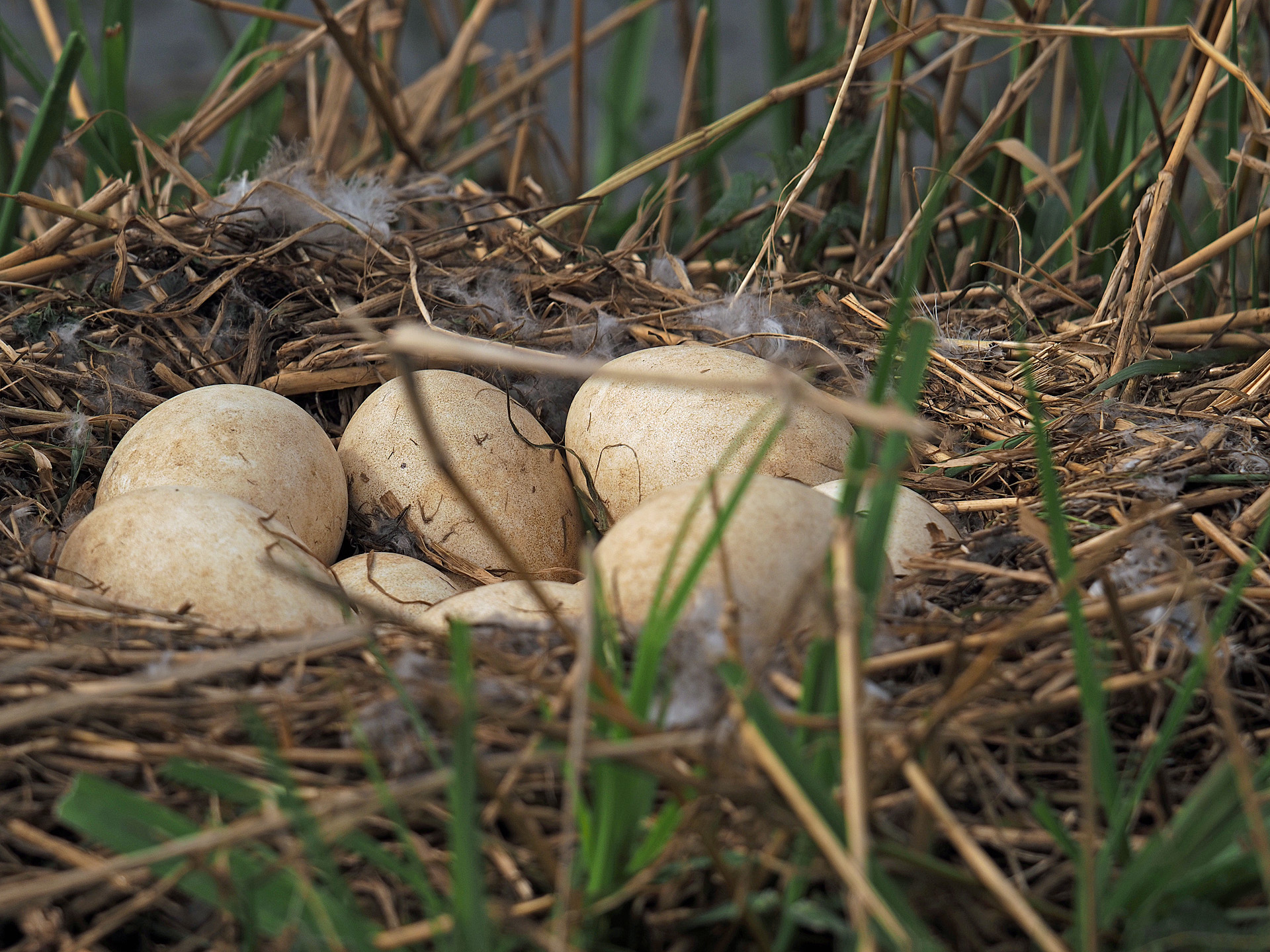 volles Nest