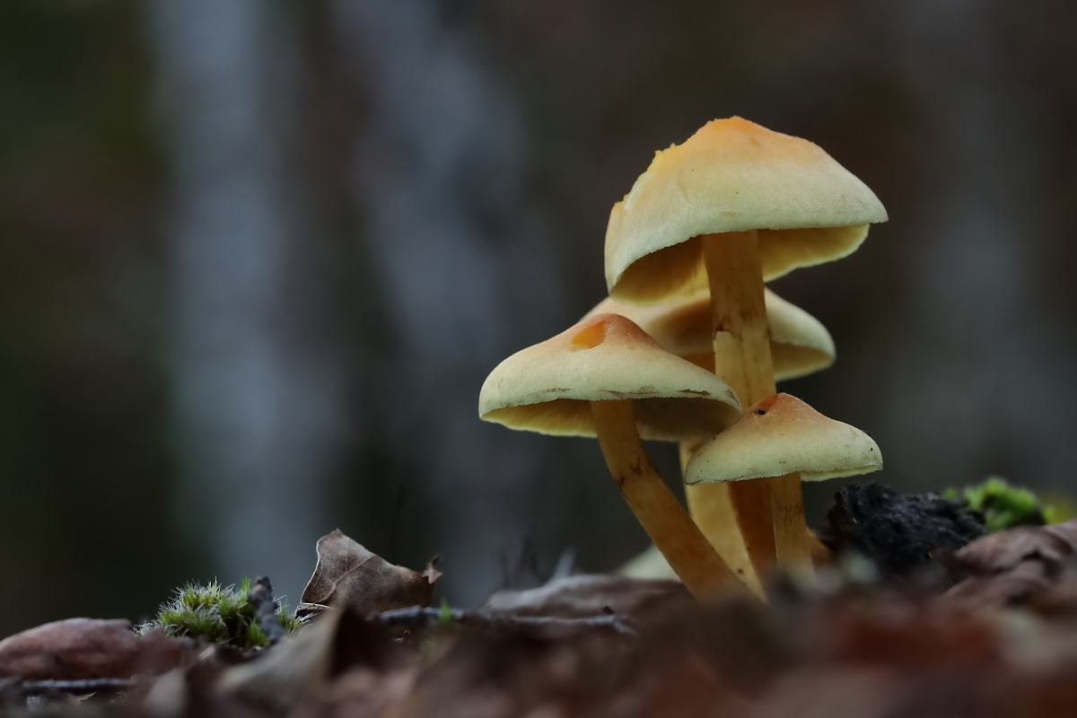 Ein Pilzgrüppchen