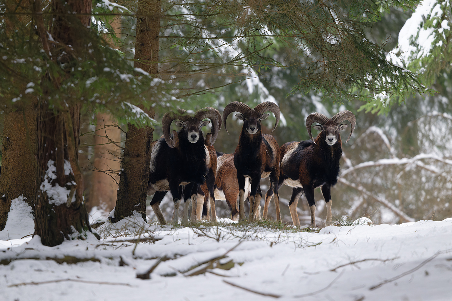 Der Wald hat viele Augen