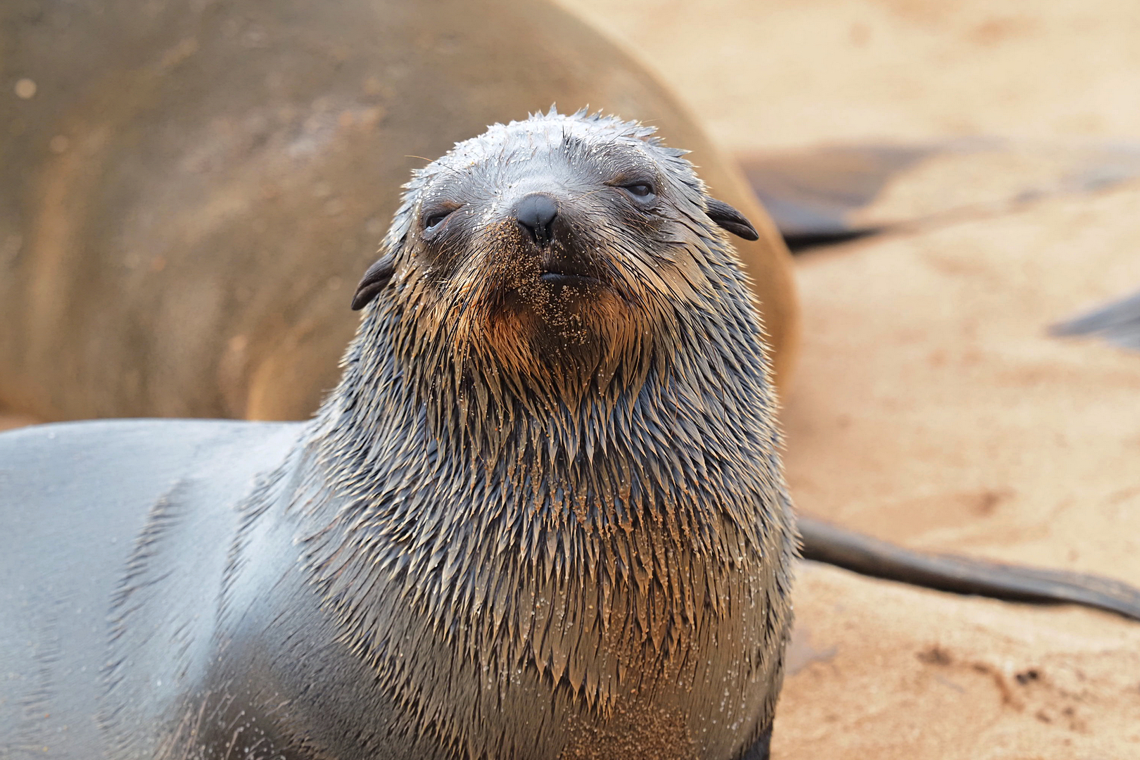Diesen putzigen Seebär