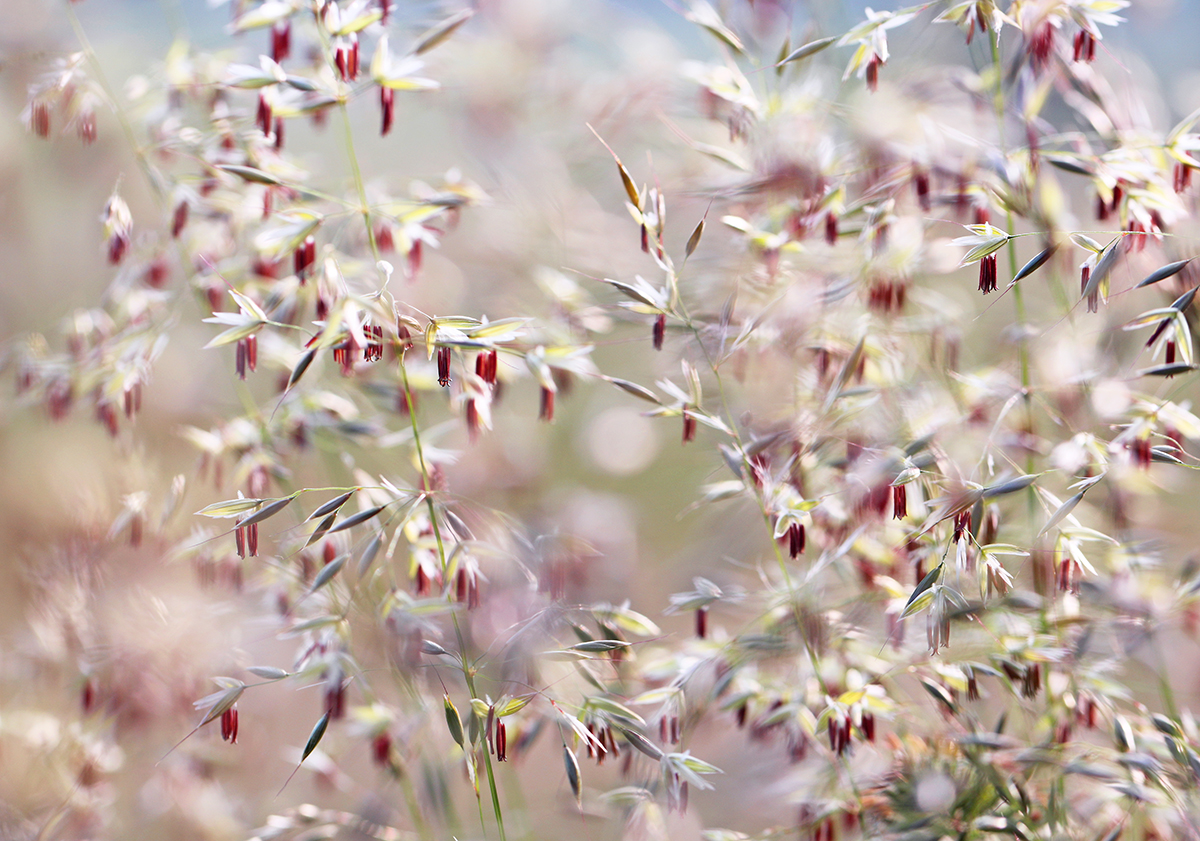 Gräserblüte