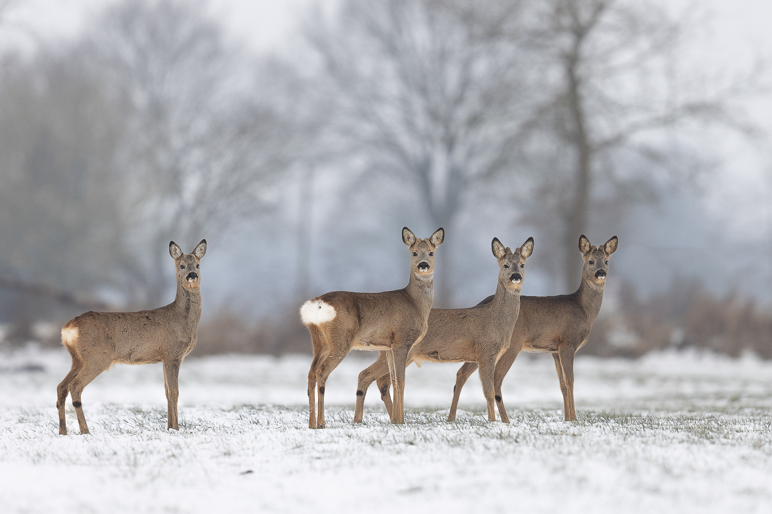 Vier Männer im Schnee..