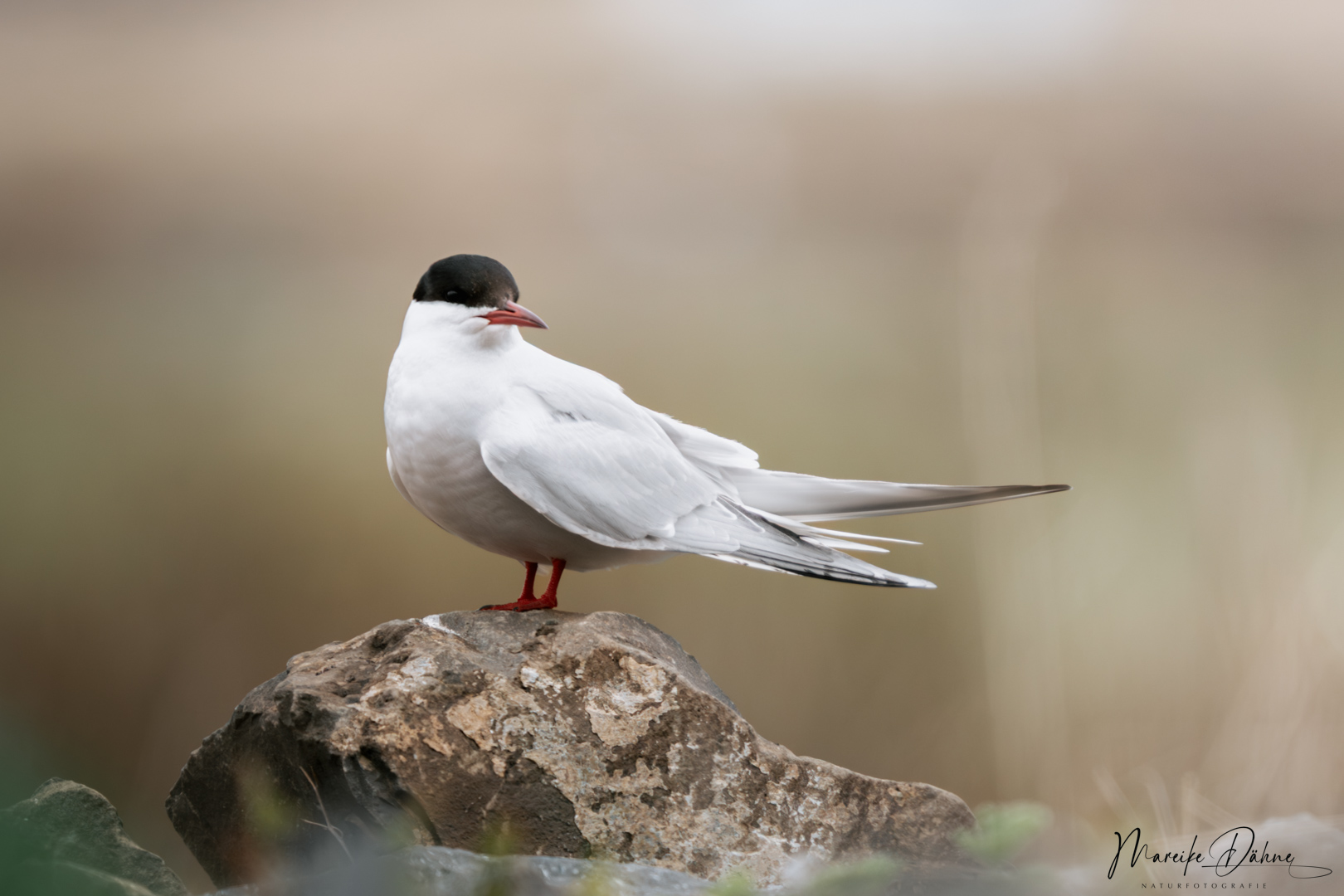 Küstenseeschwalbe - Rekordhalter im Vogelflug
