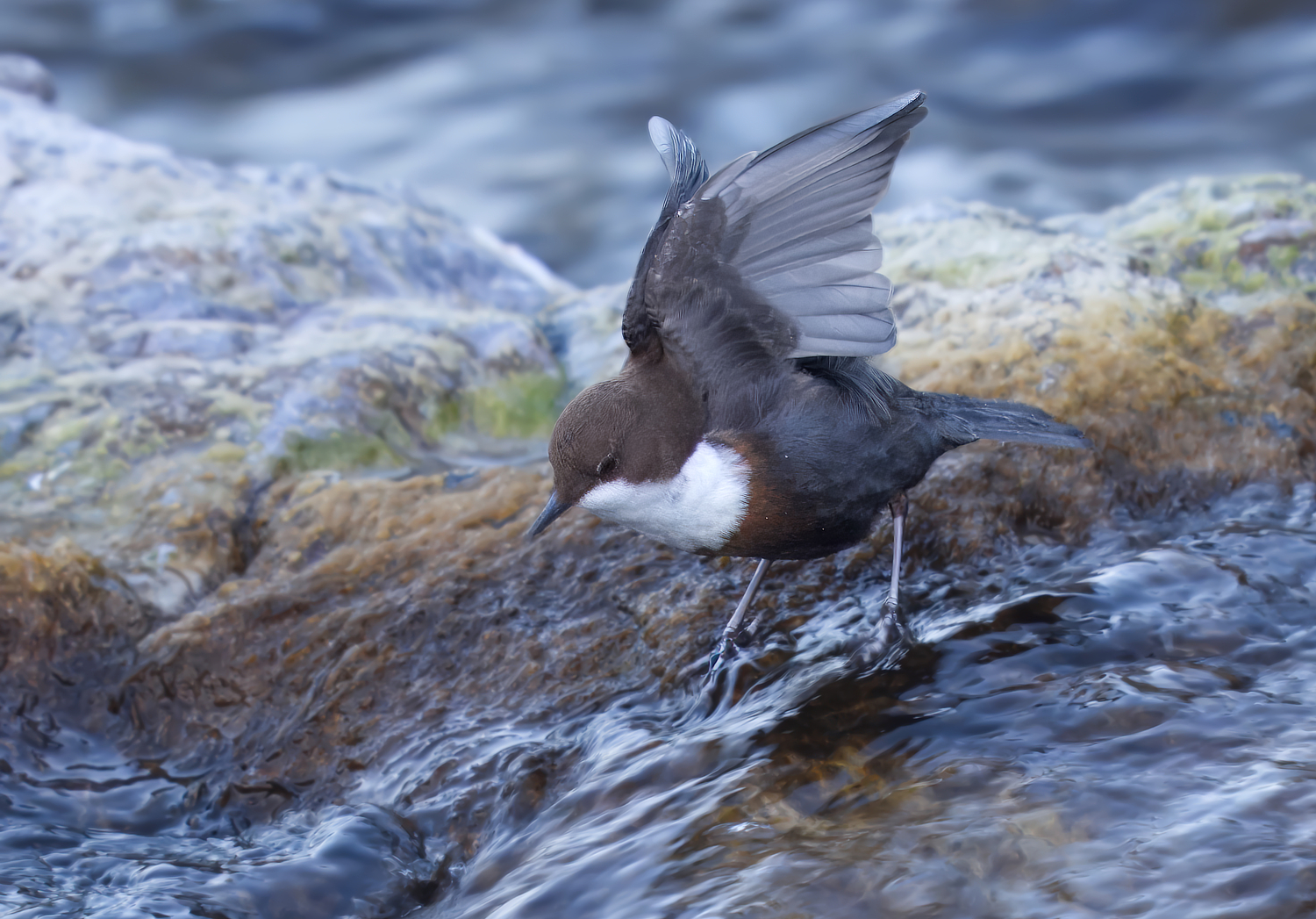 Wasseramsel