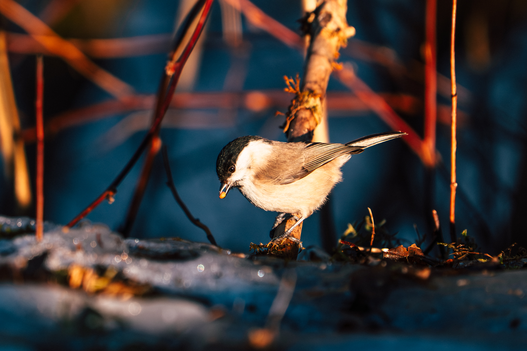 Sumpfmeise - Sonnenuntergang im Wald
