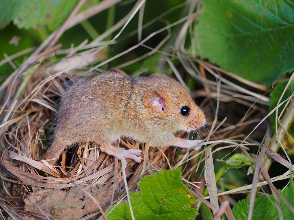 ein Haselmaus Baby
