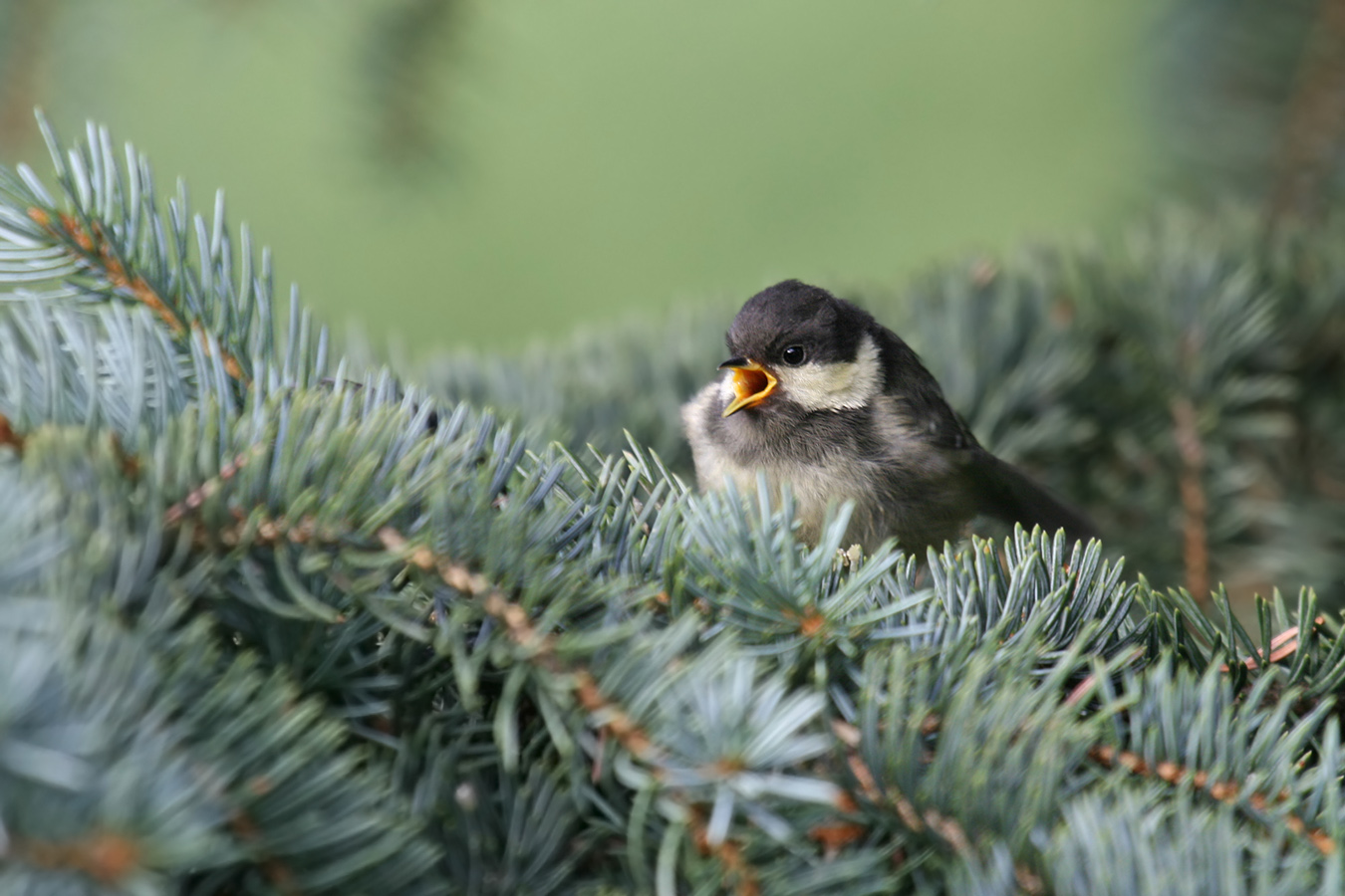 Junge Tannenmeise