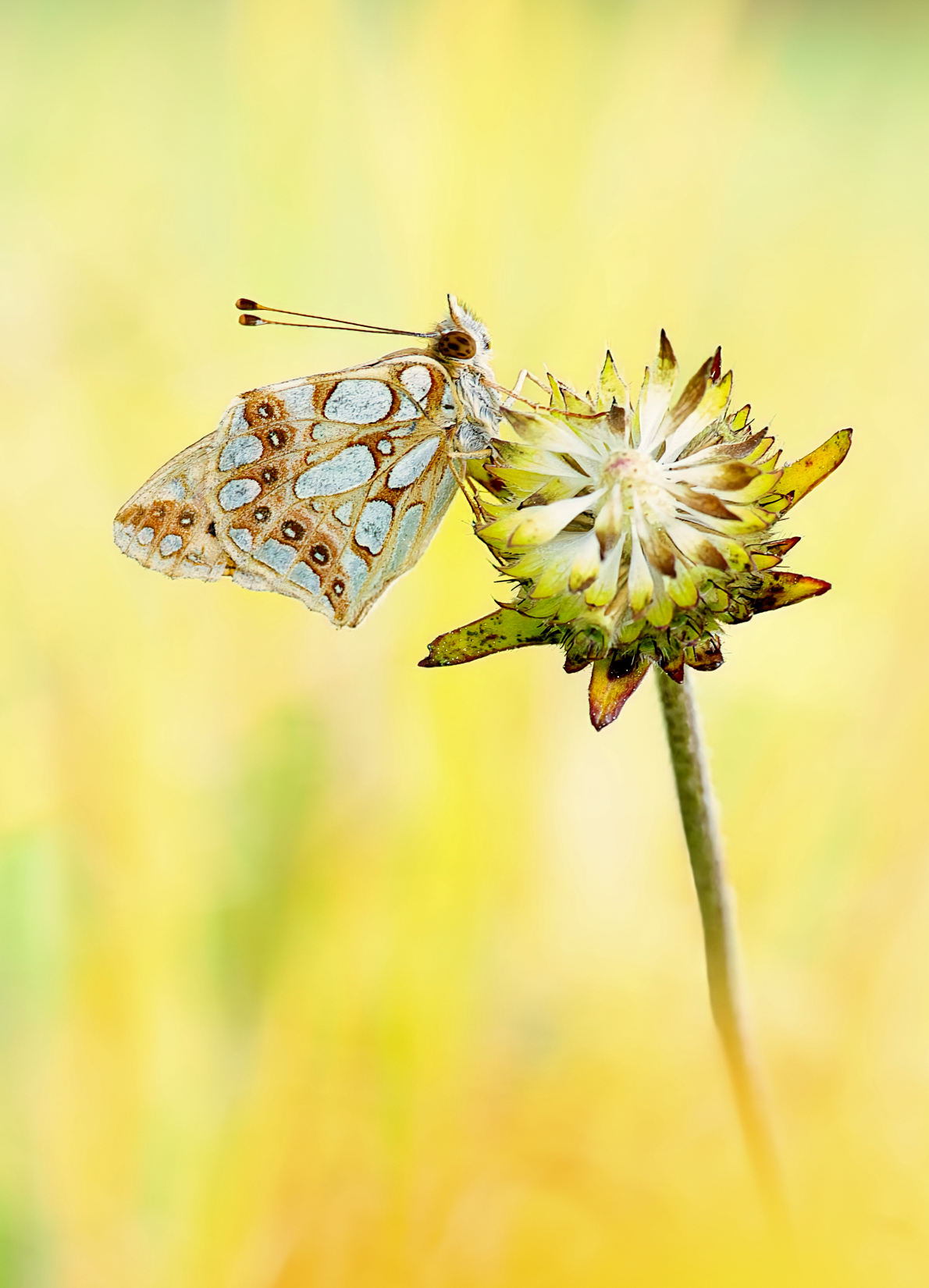 Kleiner Perlmuttfalter