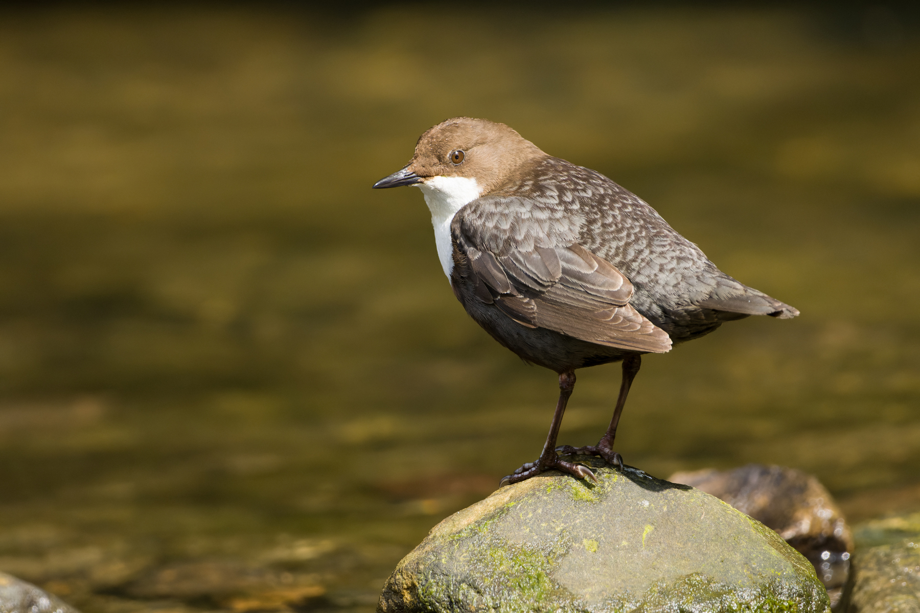 Wasseramsel