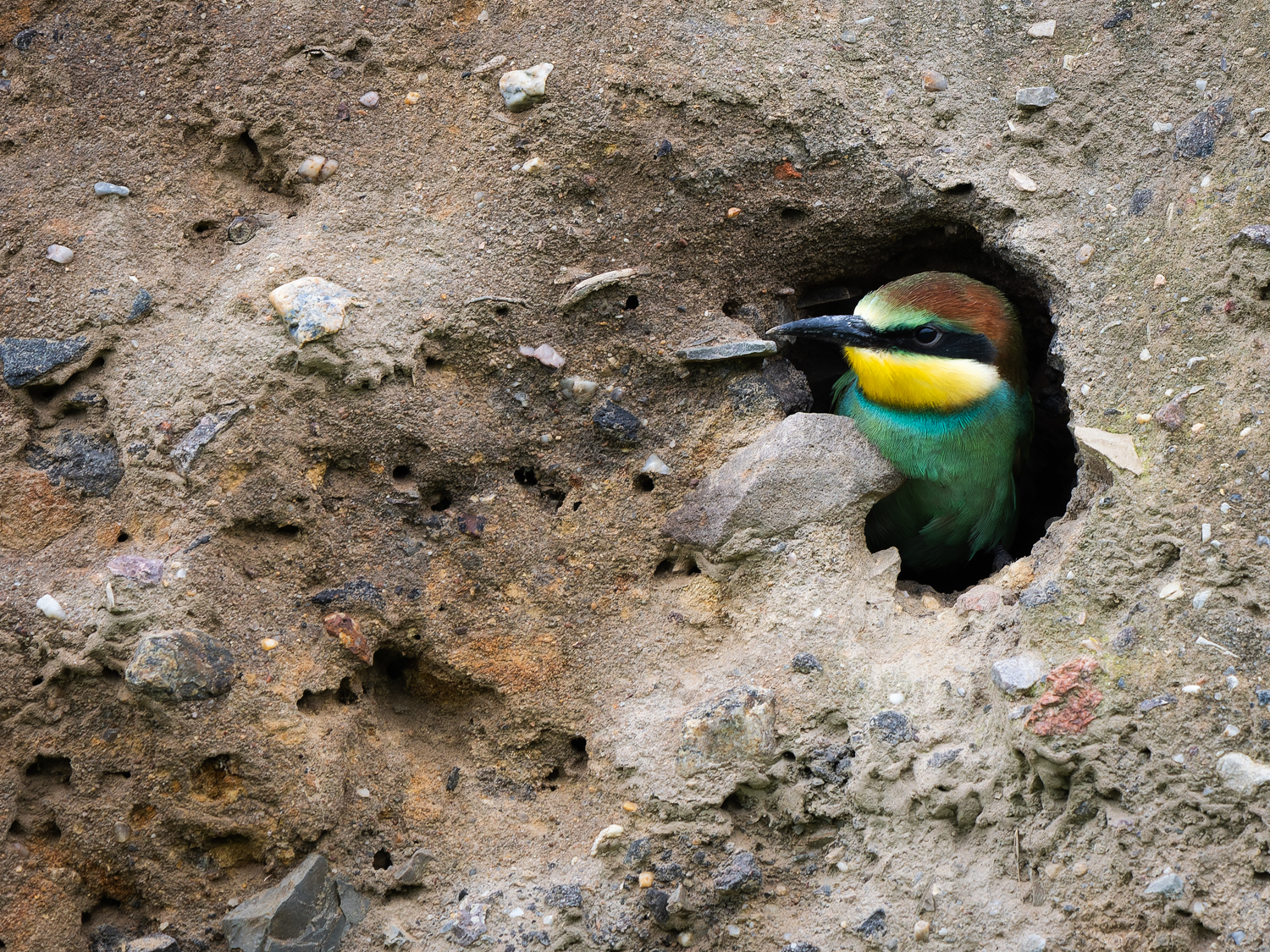 Eine Höhle für den Nachwuchs