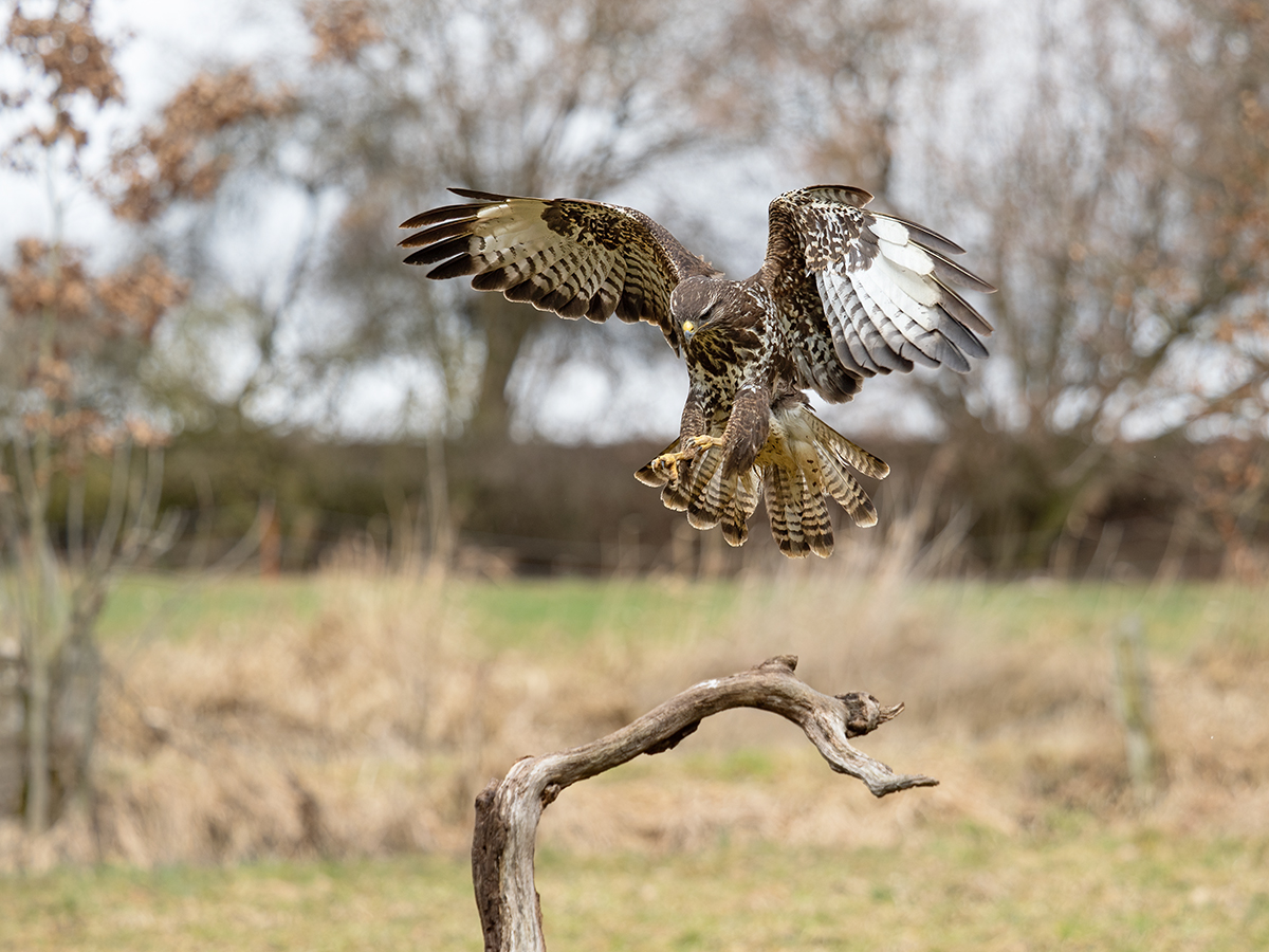 Landeanflug
