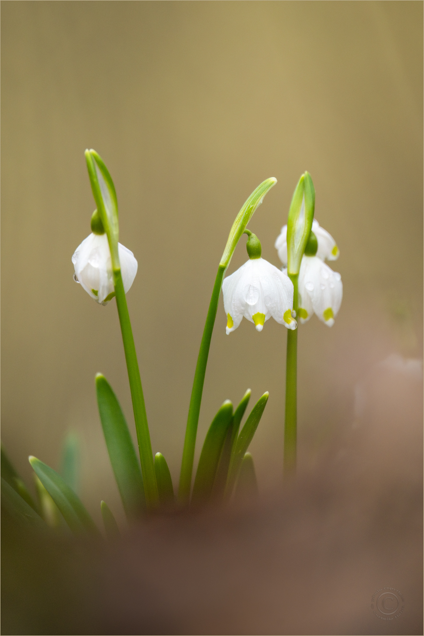 Februarbecher