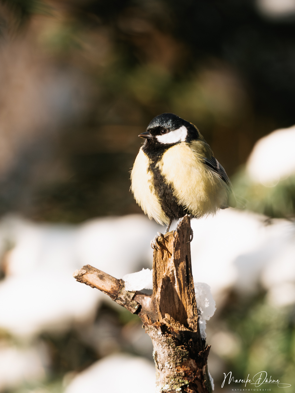 Wahre Überlebenskünstler