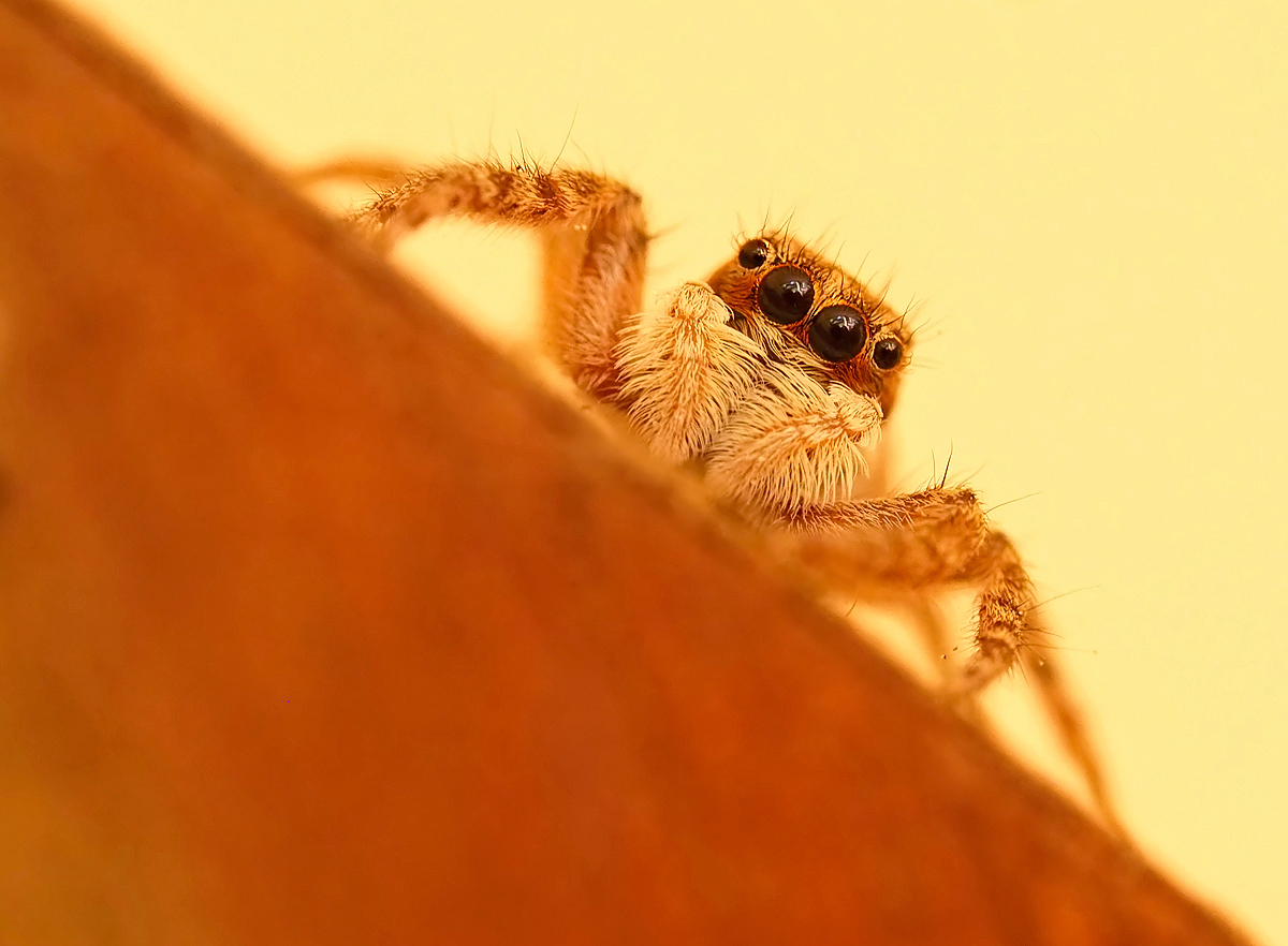 Springspinne mal anders