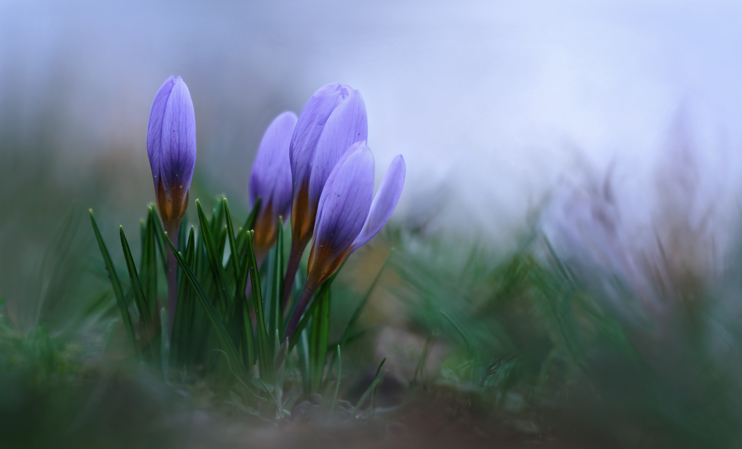 Frühlingsgrüße aus dem Rheingau....