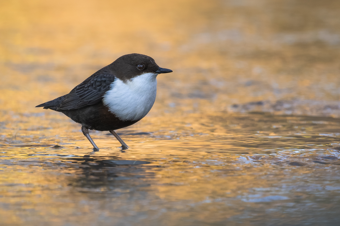 Wasseramsel