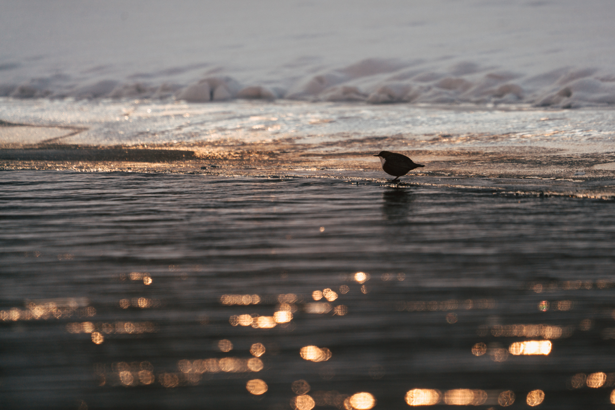 Feierabend - Wasseramsel