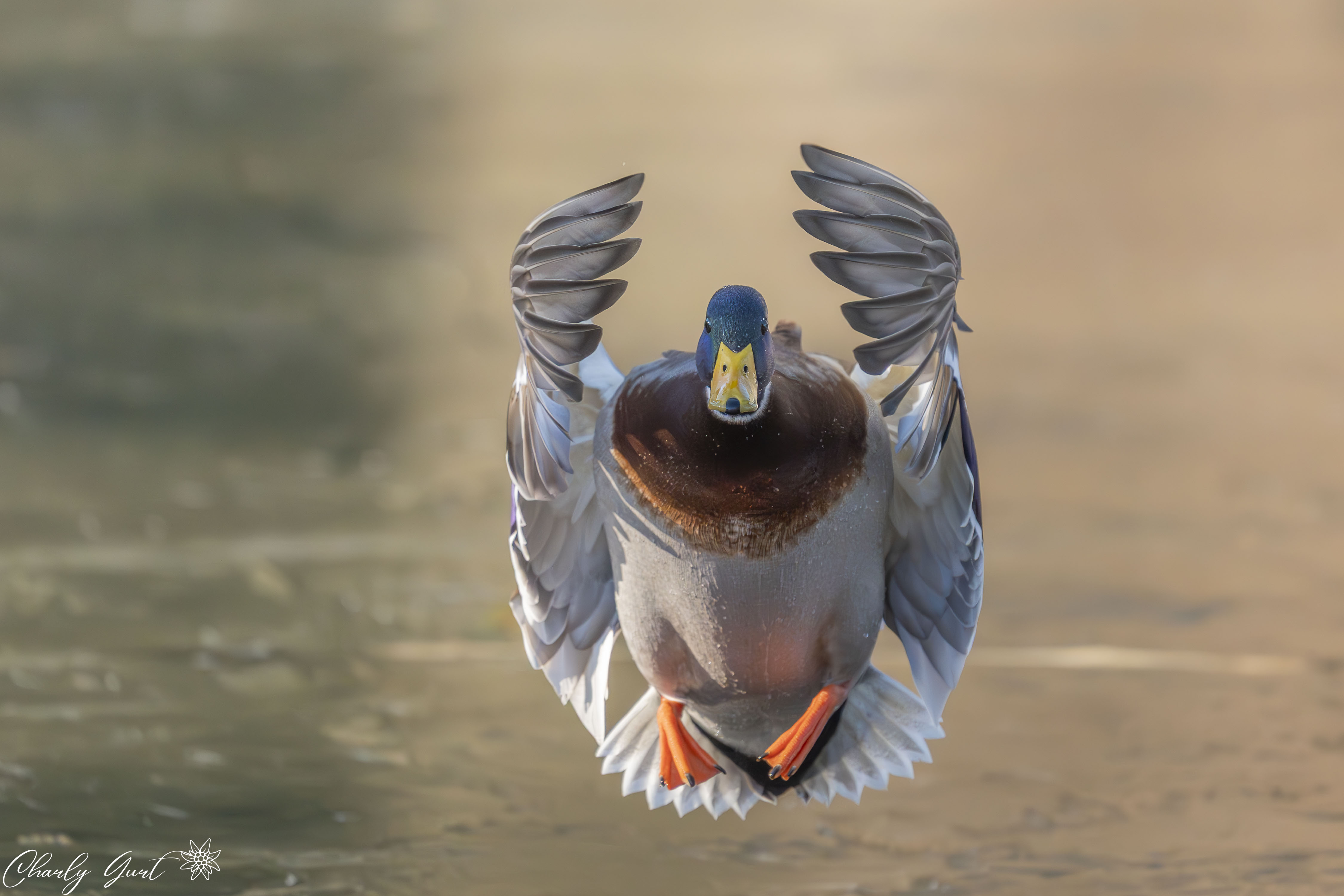 Flugwetter