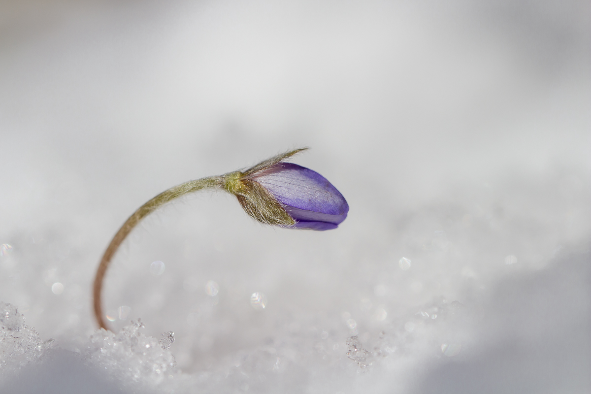 Leberblümchen on the rocks