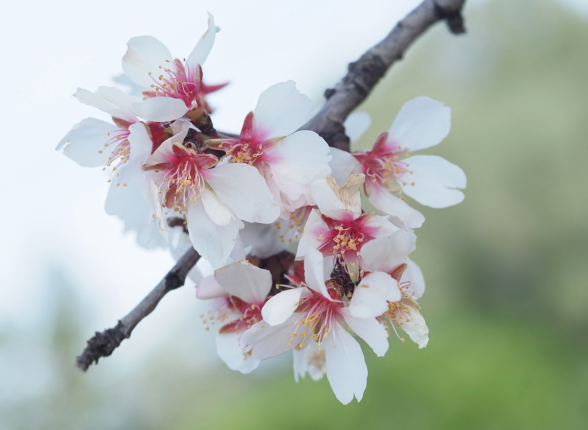 Frühlingsimpression