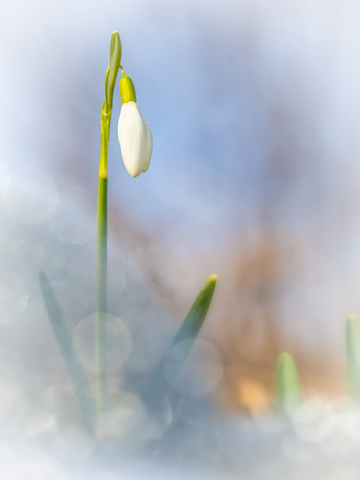 Schneeglöckchen II