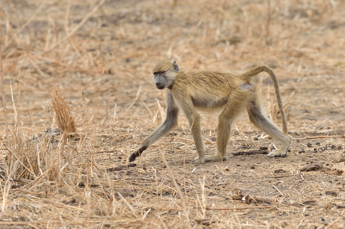Steppenpavian