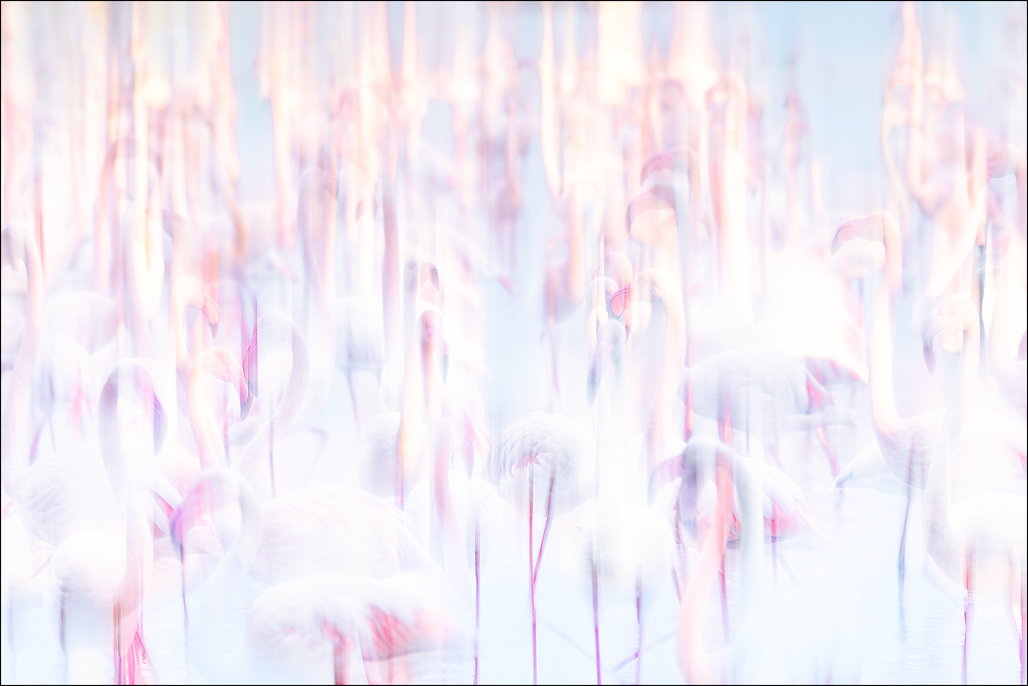 Rosa Flamingo