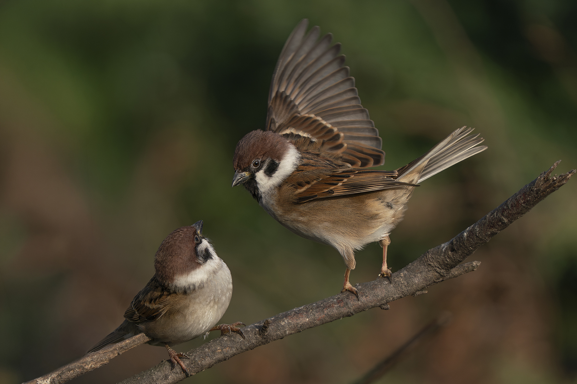 Streitende Feldsperlinge