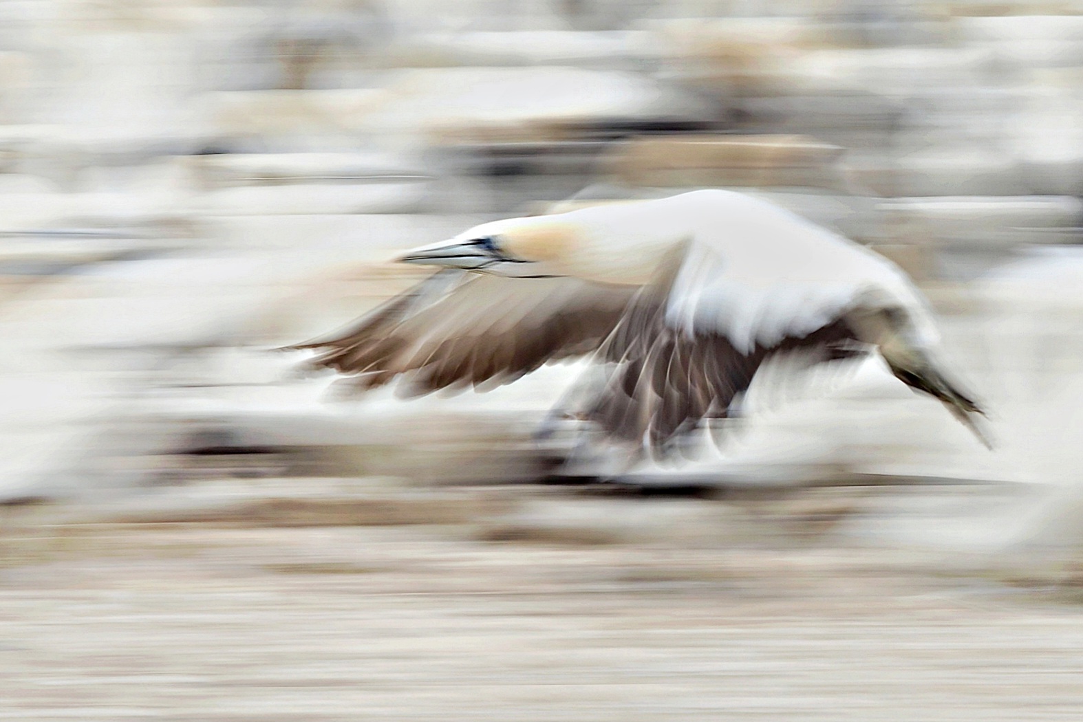 ___Morus capensis___