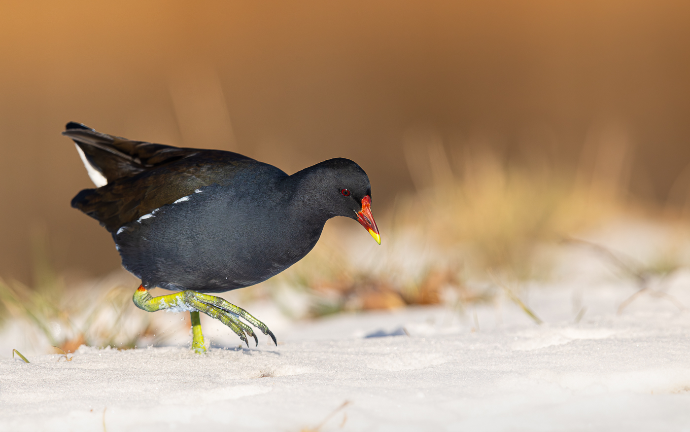 Ein Winterteichhuhn...