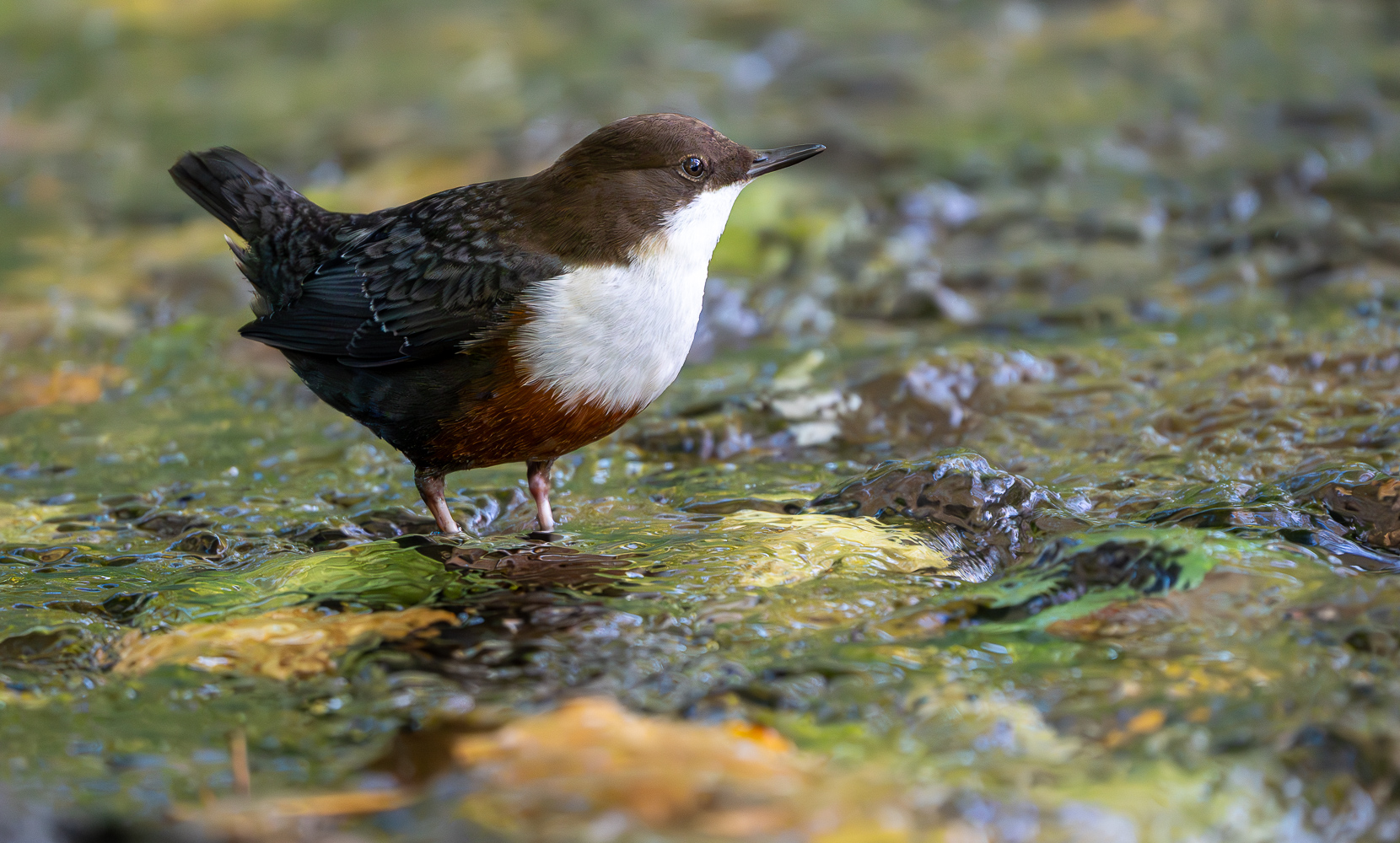 Wasseramsel