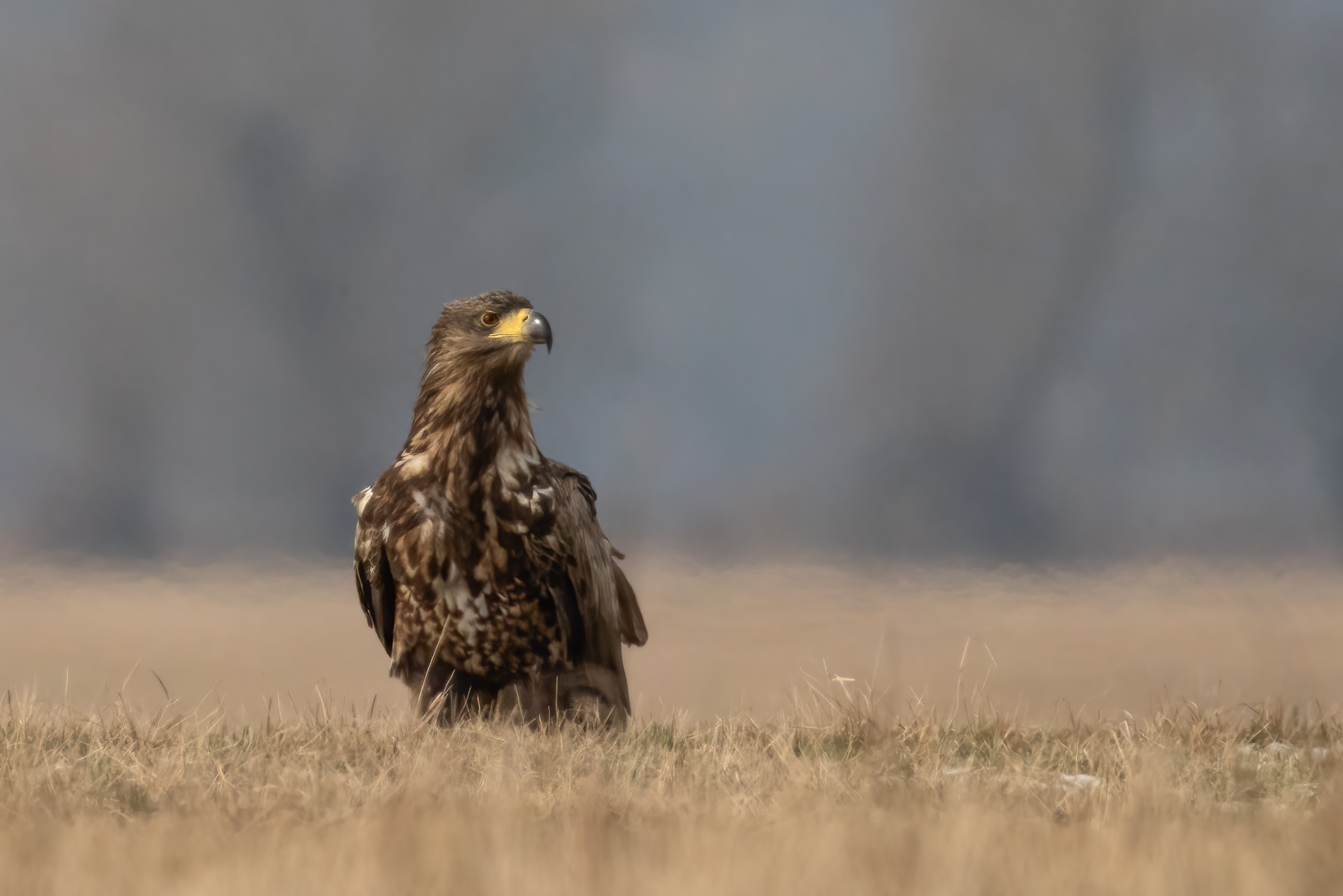 Seeadler