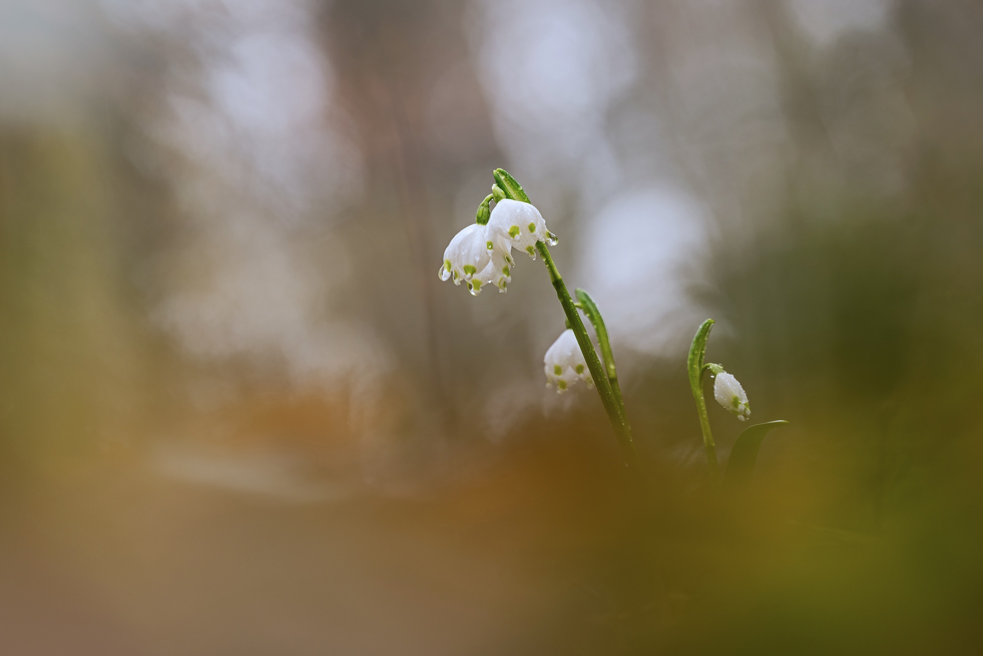 Heute im Wald