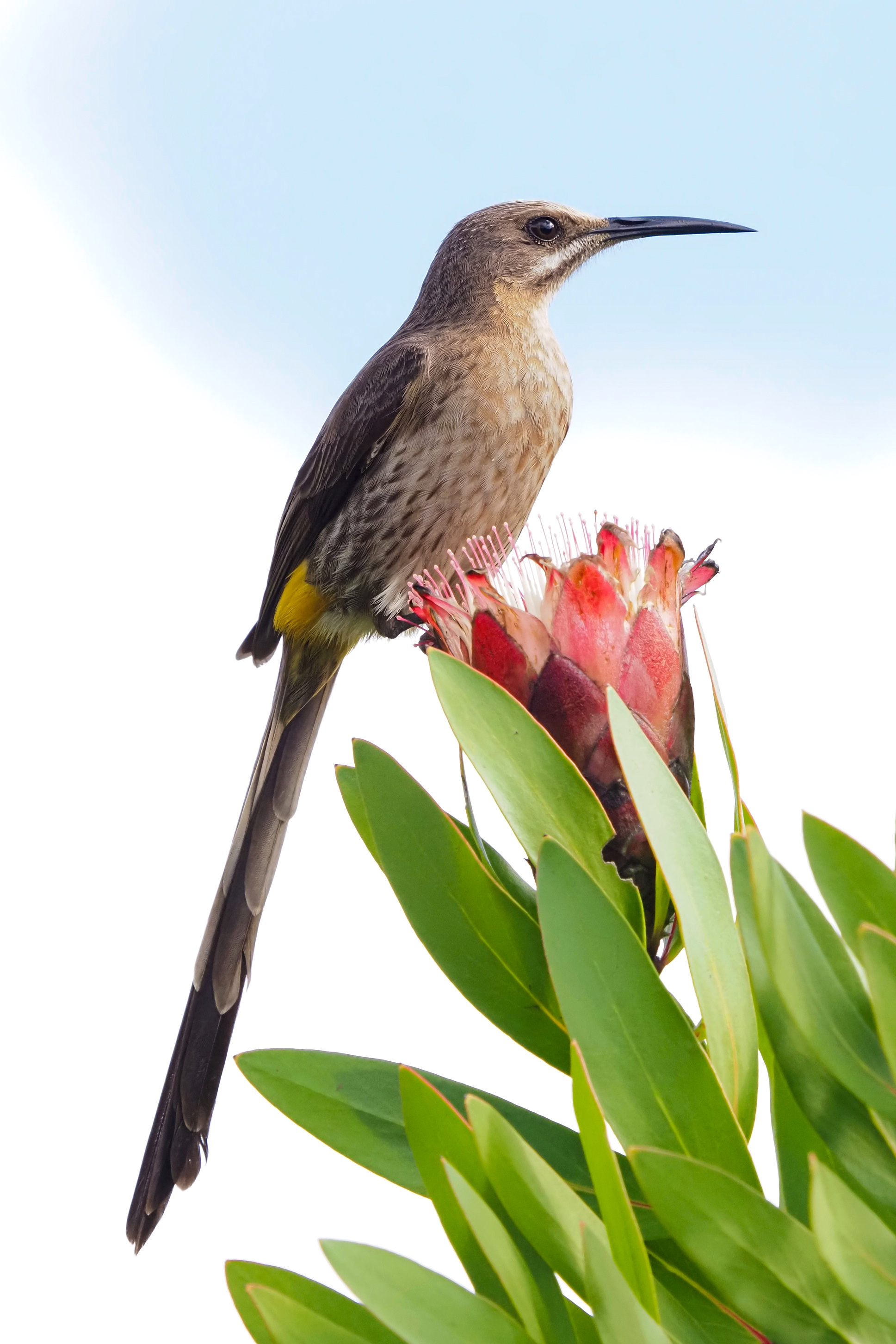 Kaphonigvogel (Promerops cafer)