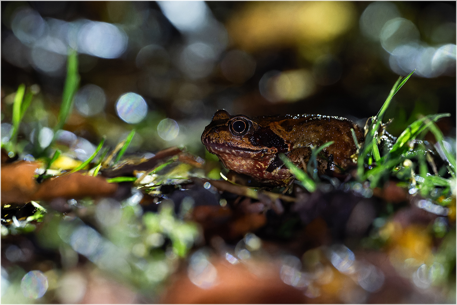 Froschnächte