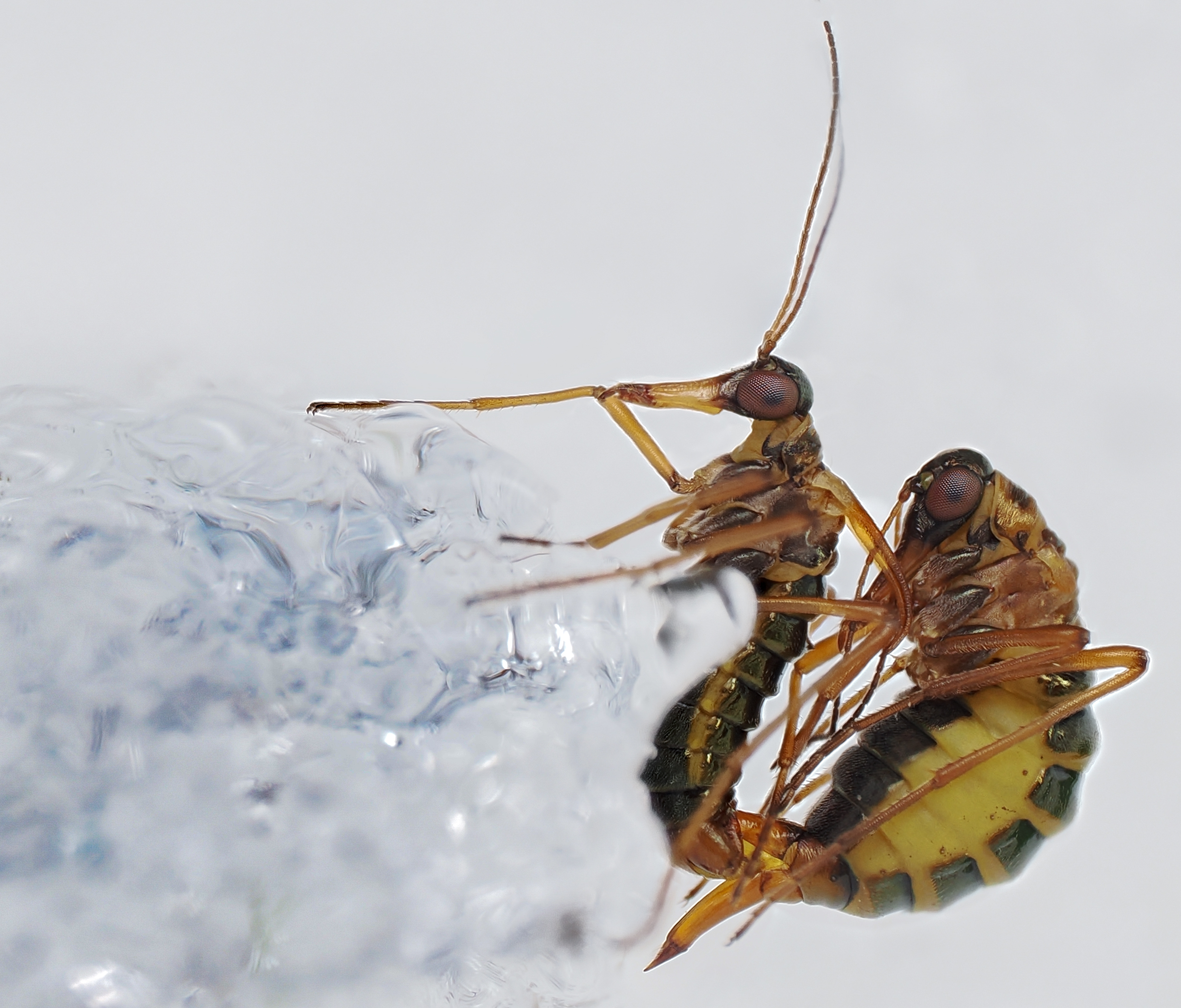 Die wird kaum jemand bisher gesehen haben