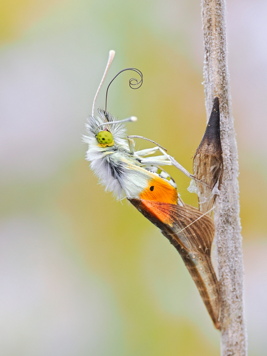 Auch bei mir wächst die Vorfreude,vor allem auf die Aurorafalter,