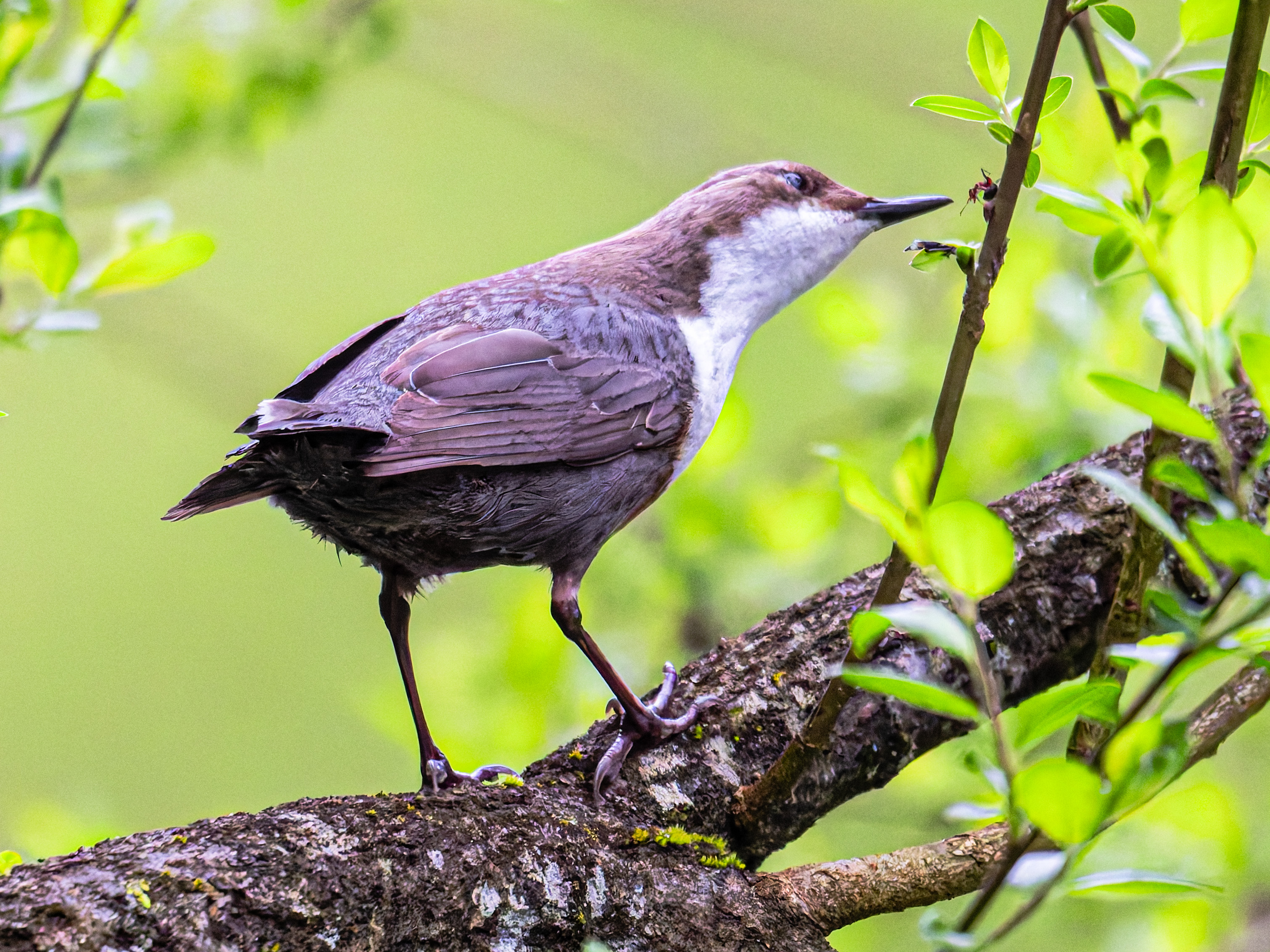 Auch flinker Bodenjäger