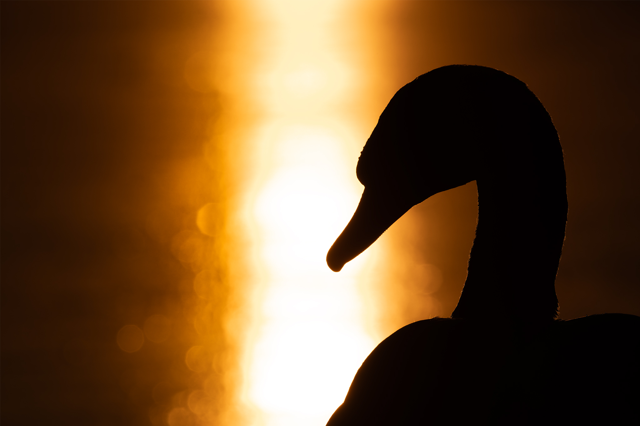 HÖCKERSCHWAN im letzten Licht