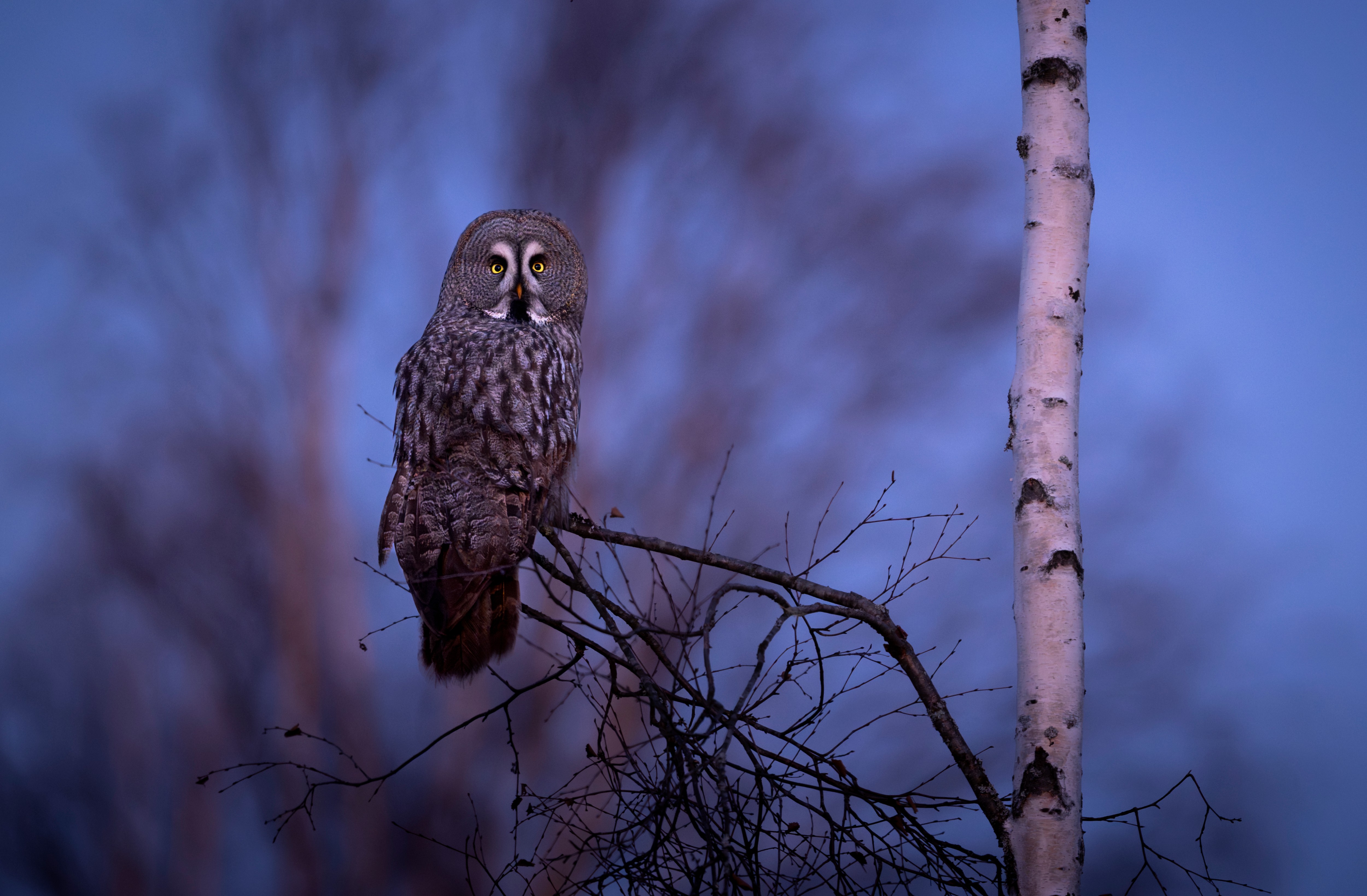 Bartkauz im Abendlicht