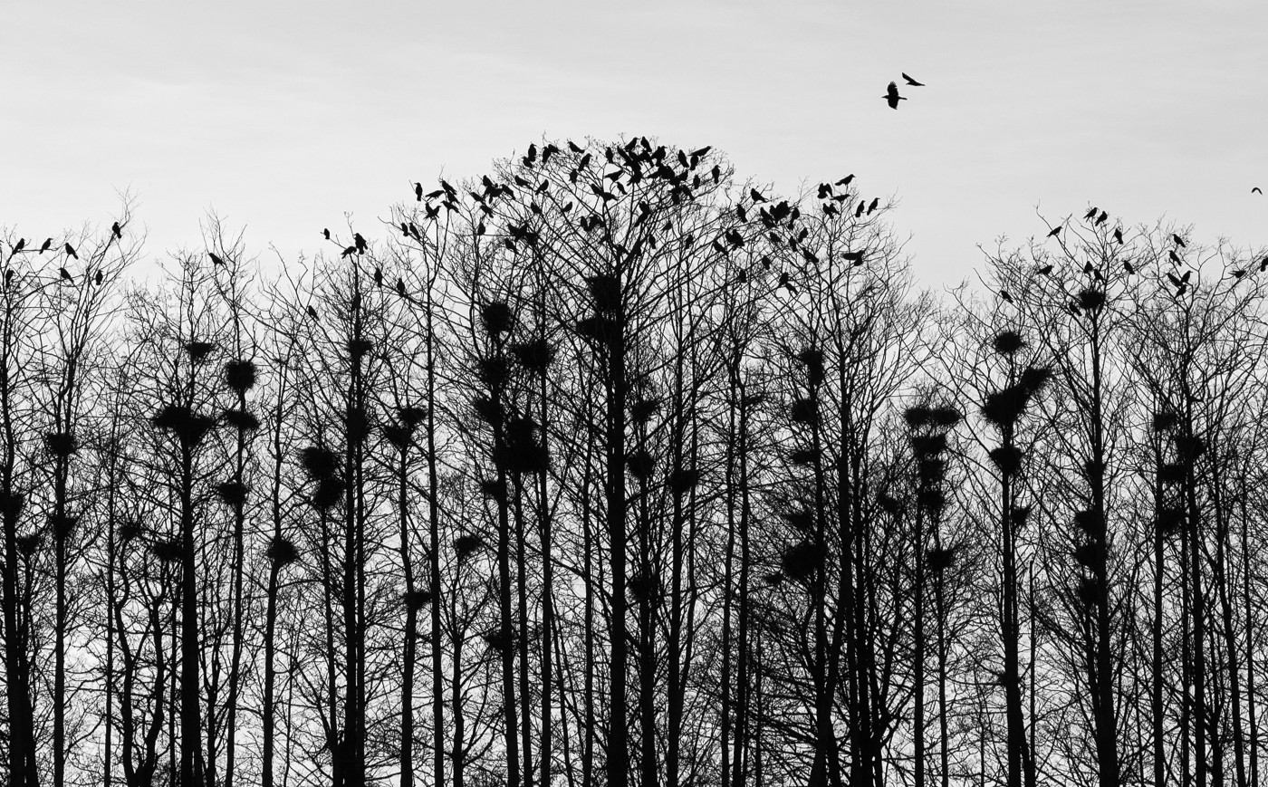 Saatkrähen-Nester
