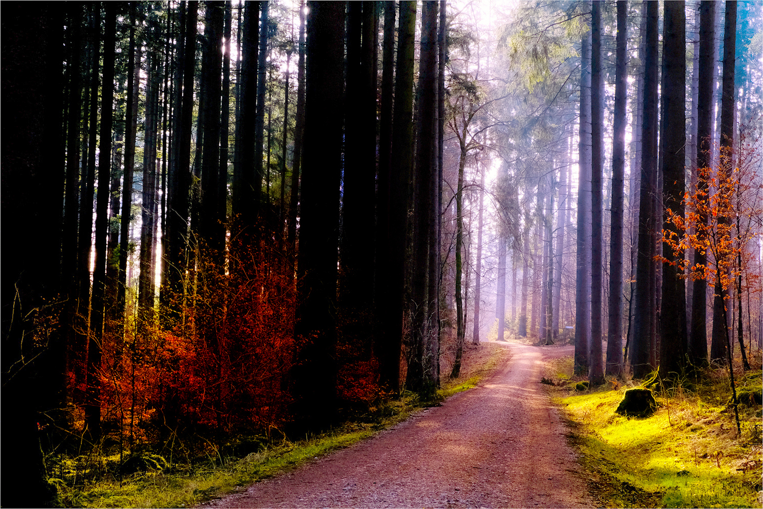 Im Wald ...