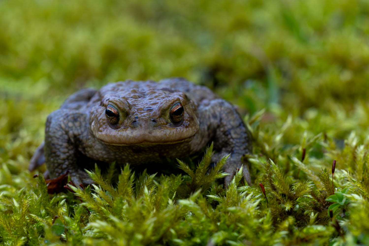 Ik bün baff! (Ich bin sprachlos!)
