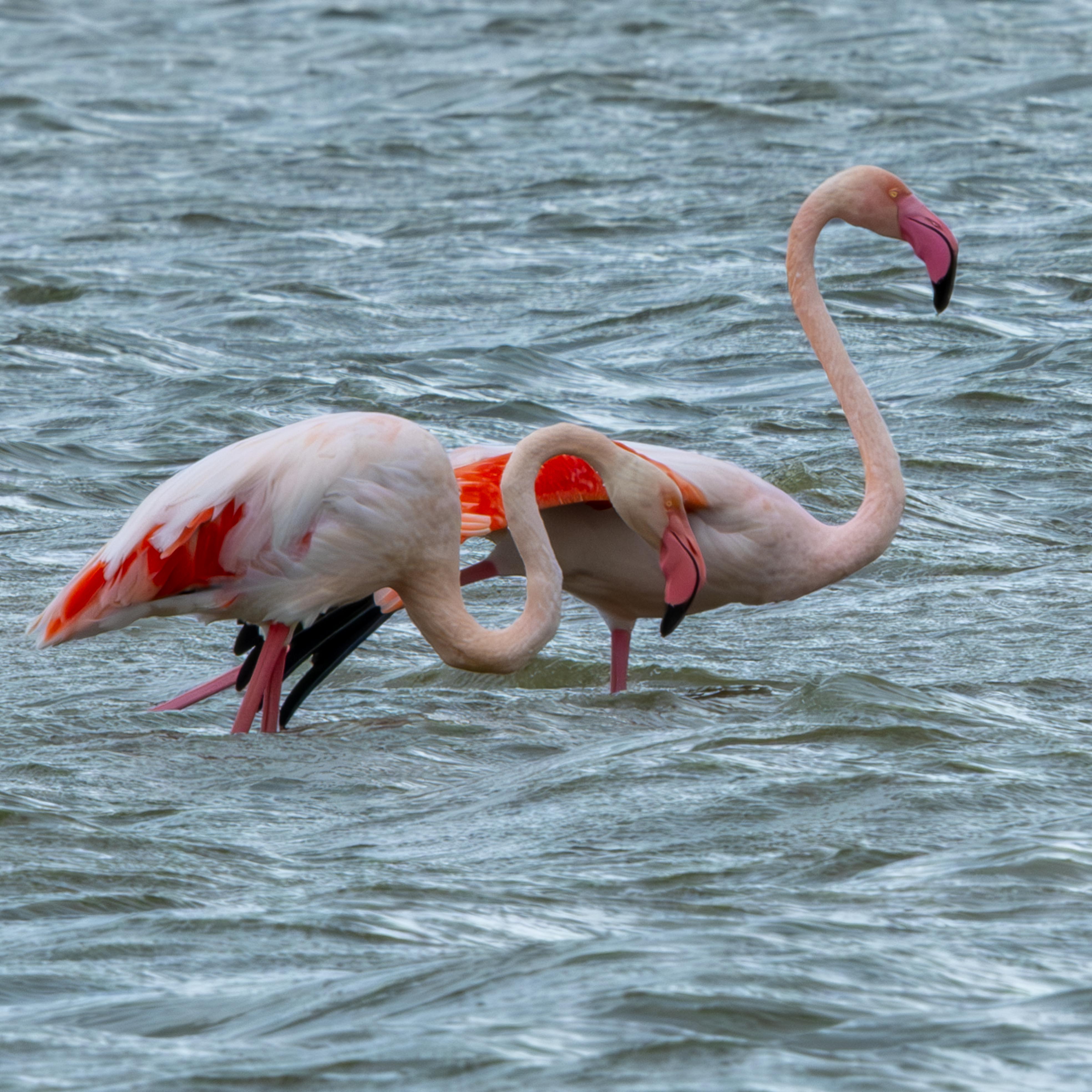 Flamingos bei der Nahrungssuche
