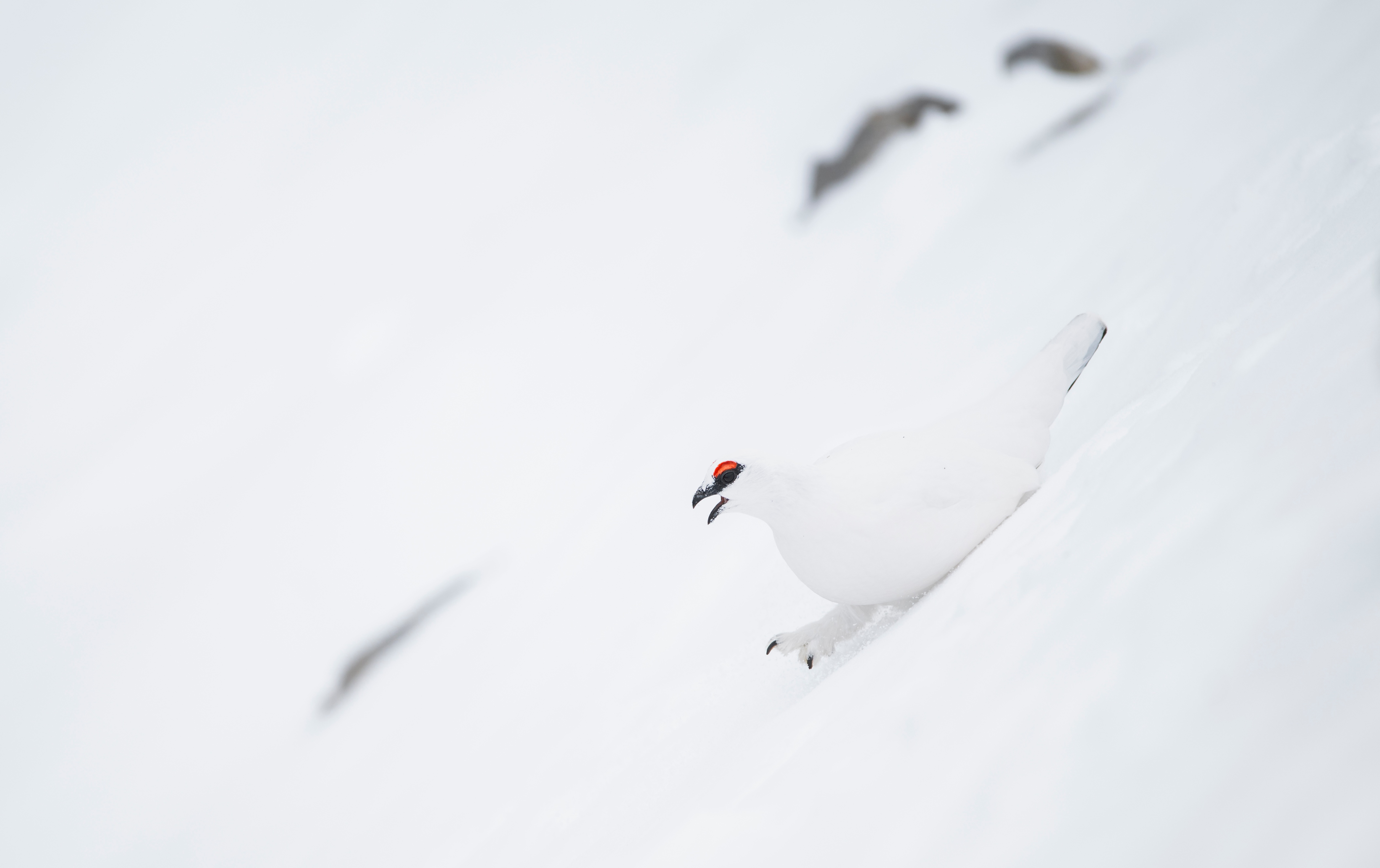 Spezialisten am Berg