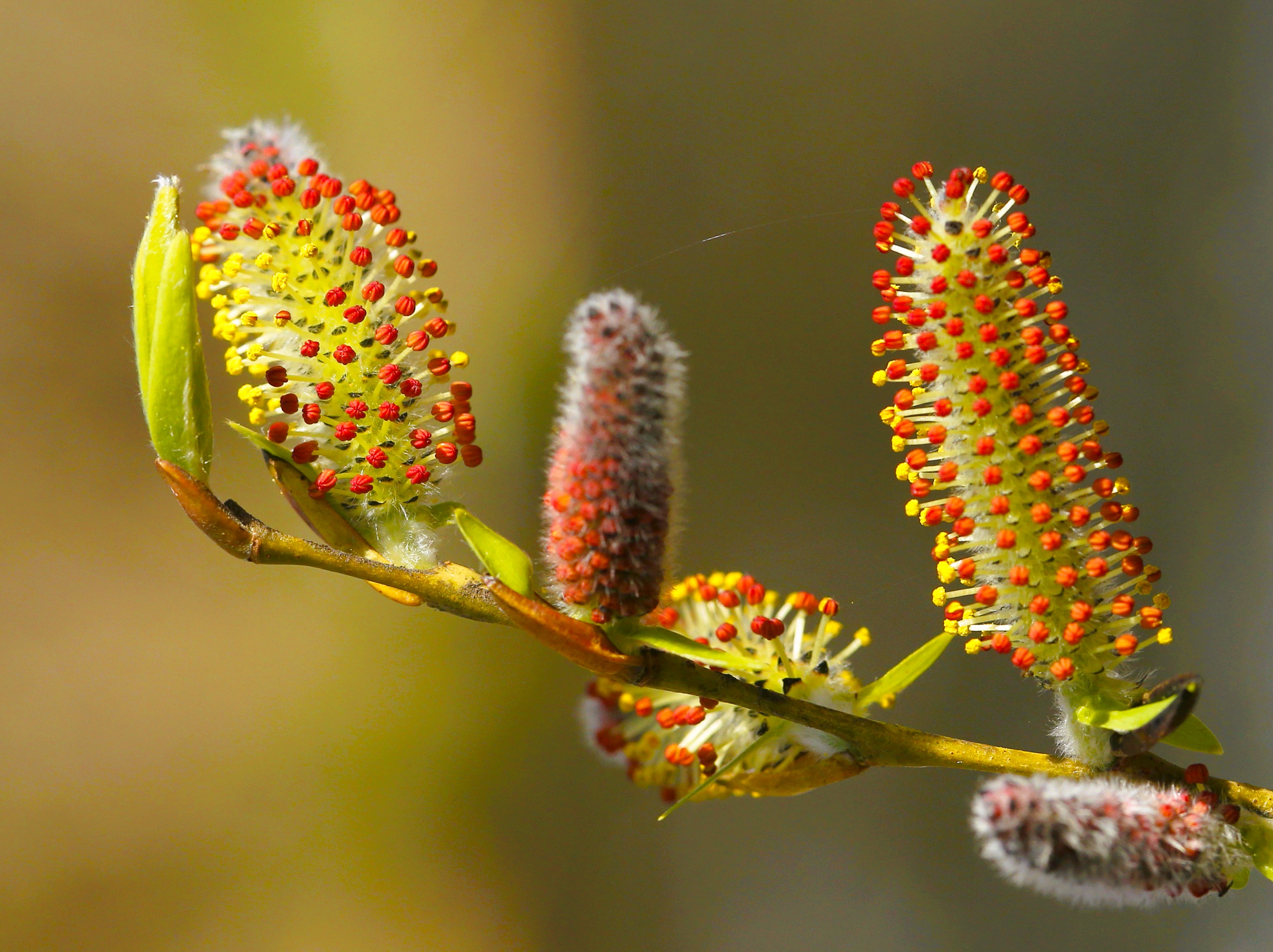 Der Frühling startet durch....