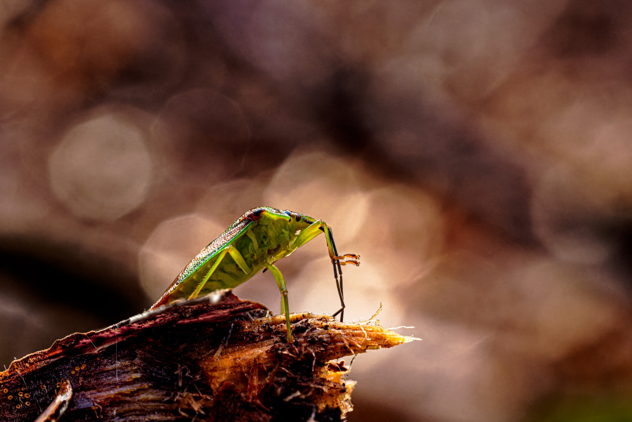 Ein warmer Wintertag.