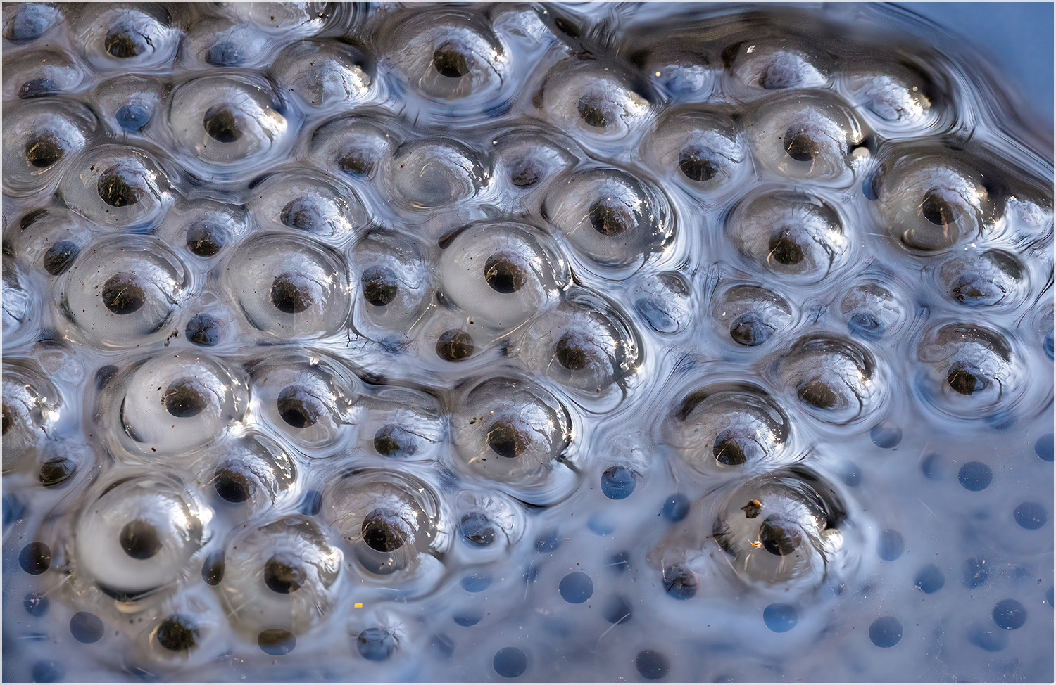 Augen im Bach