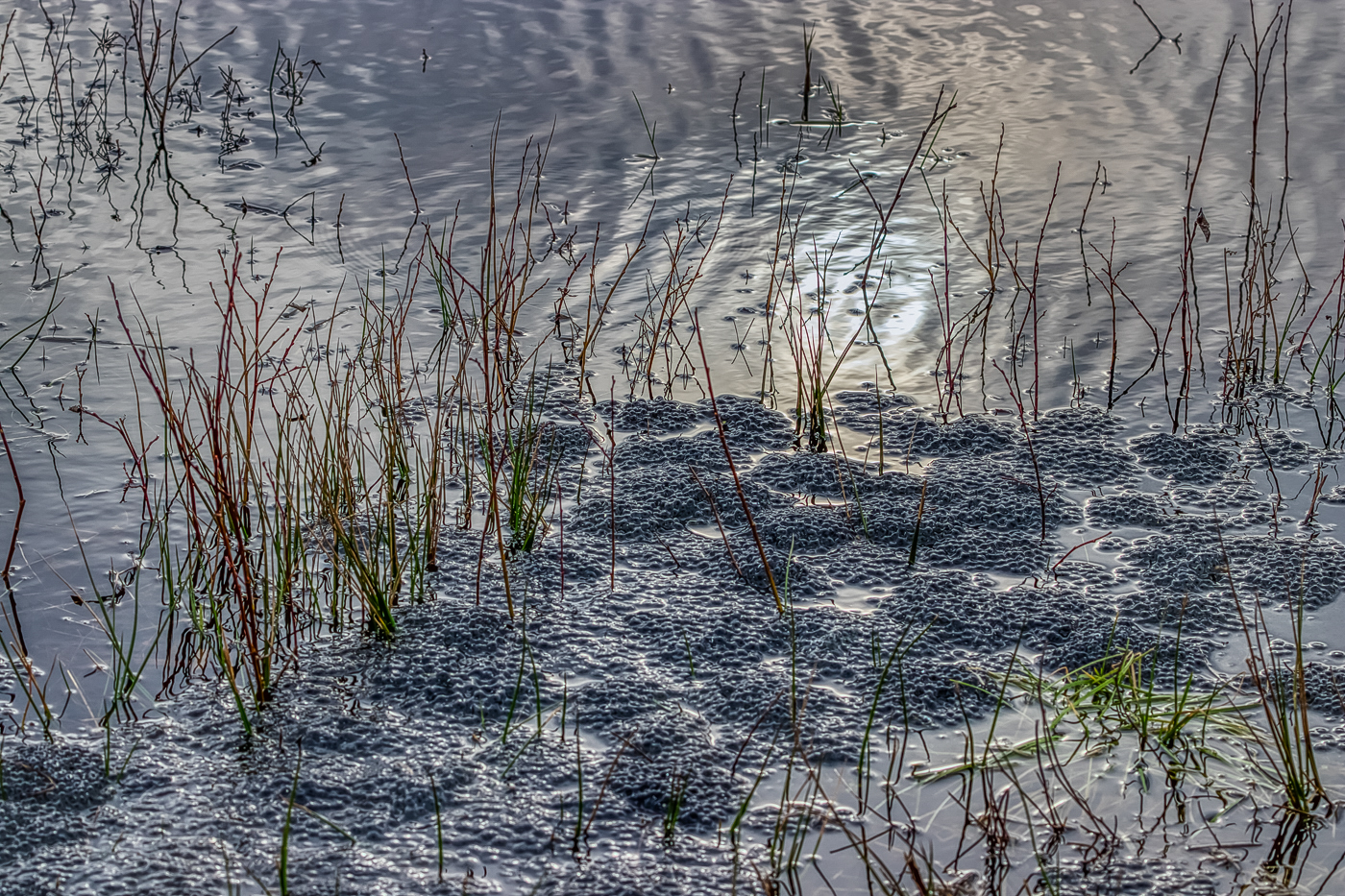 Froschlaich-Teppiche ...