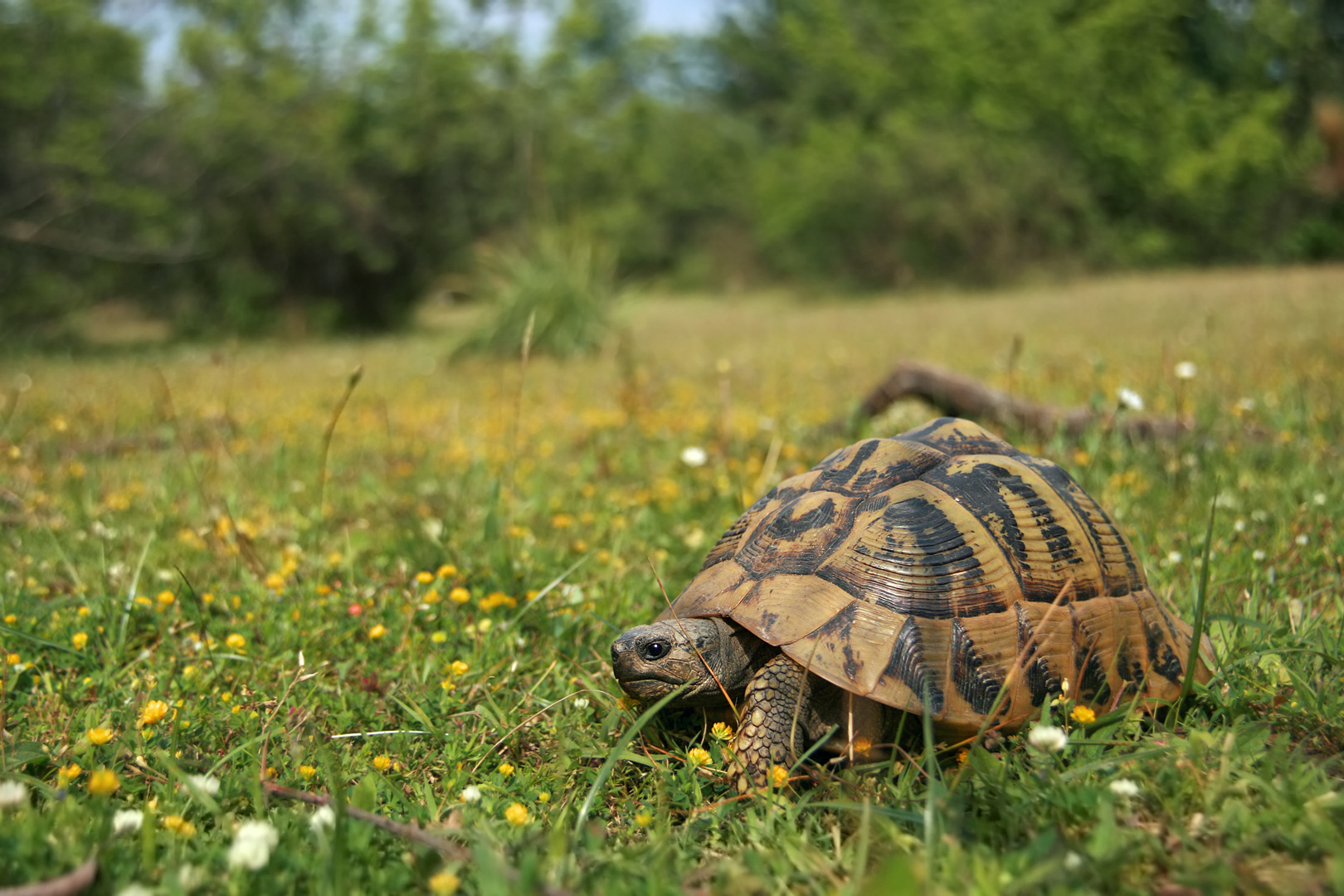 Jugendliche Griechin